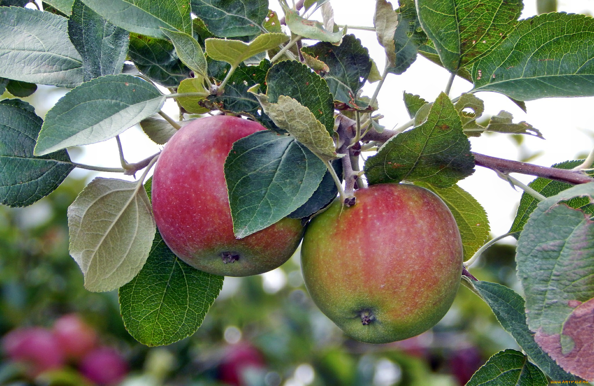 природа, плоды, яблочки