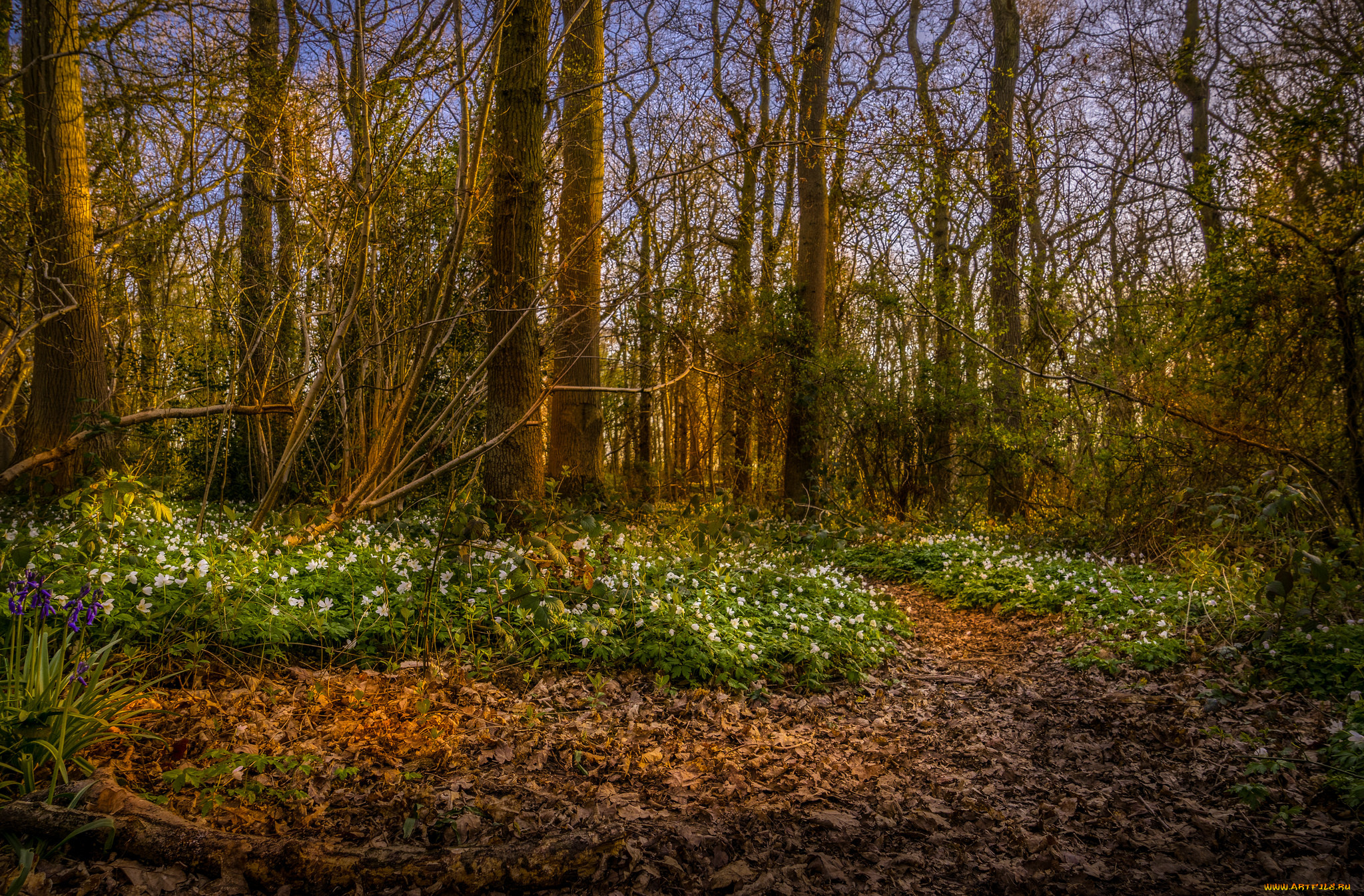 природа, лес, деревья