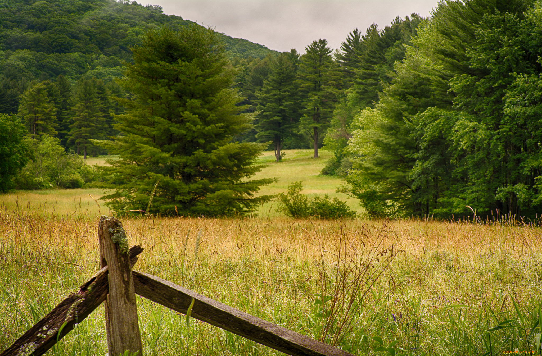 природа, лес, деревья