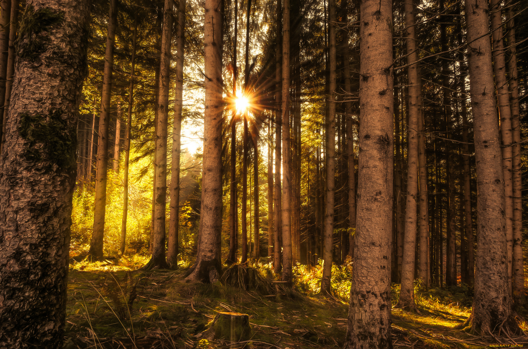 природа, лес, деревья