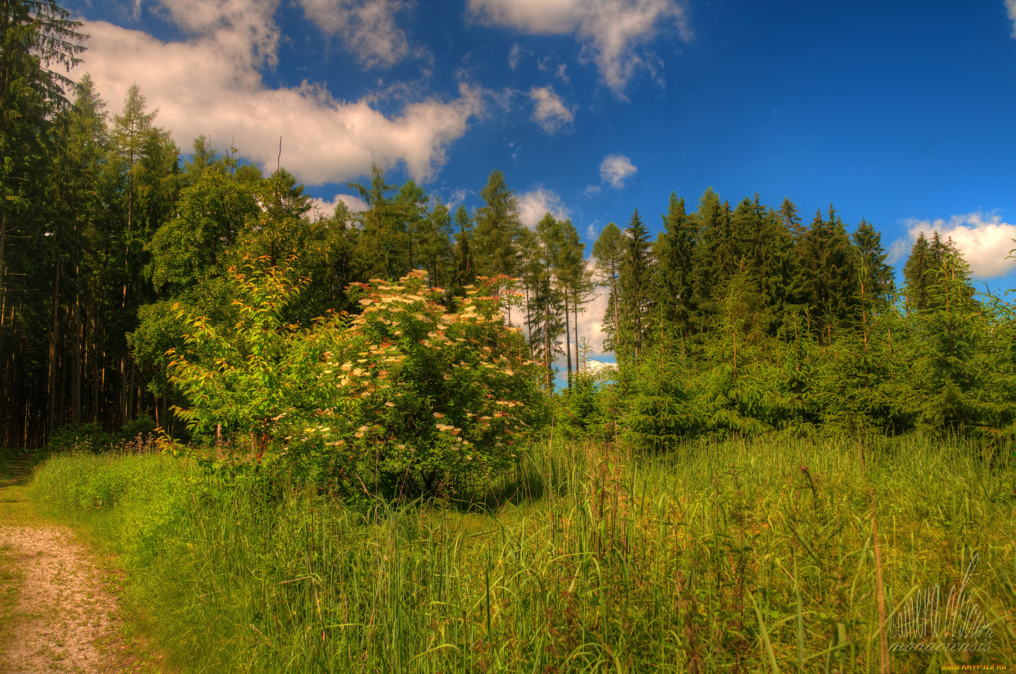 природа, лес, деревья