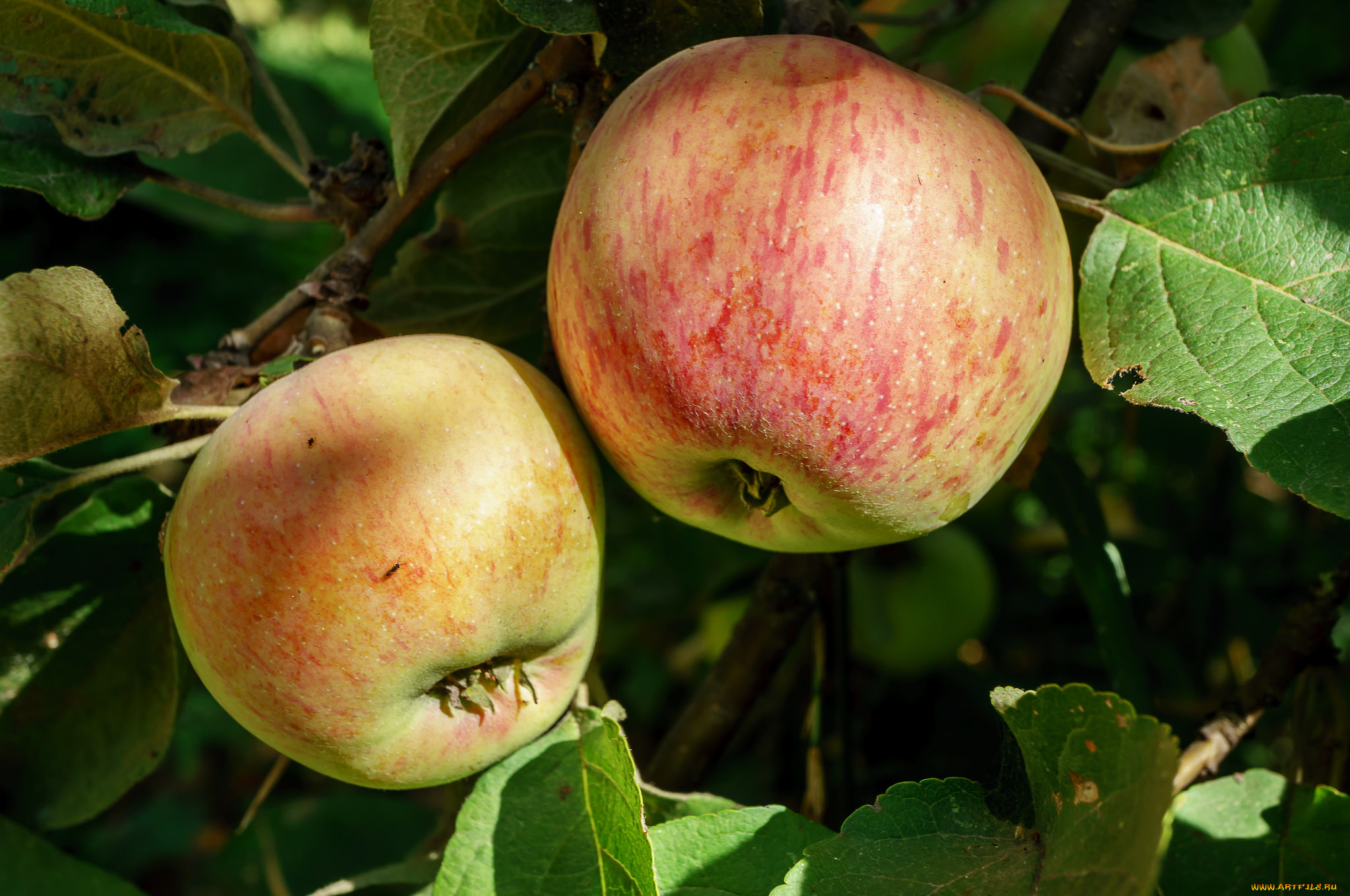 природа, плоды, яблочки