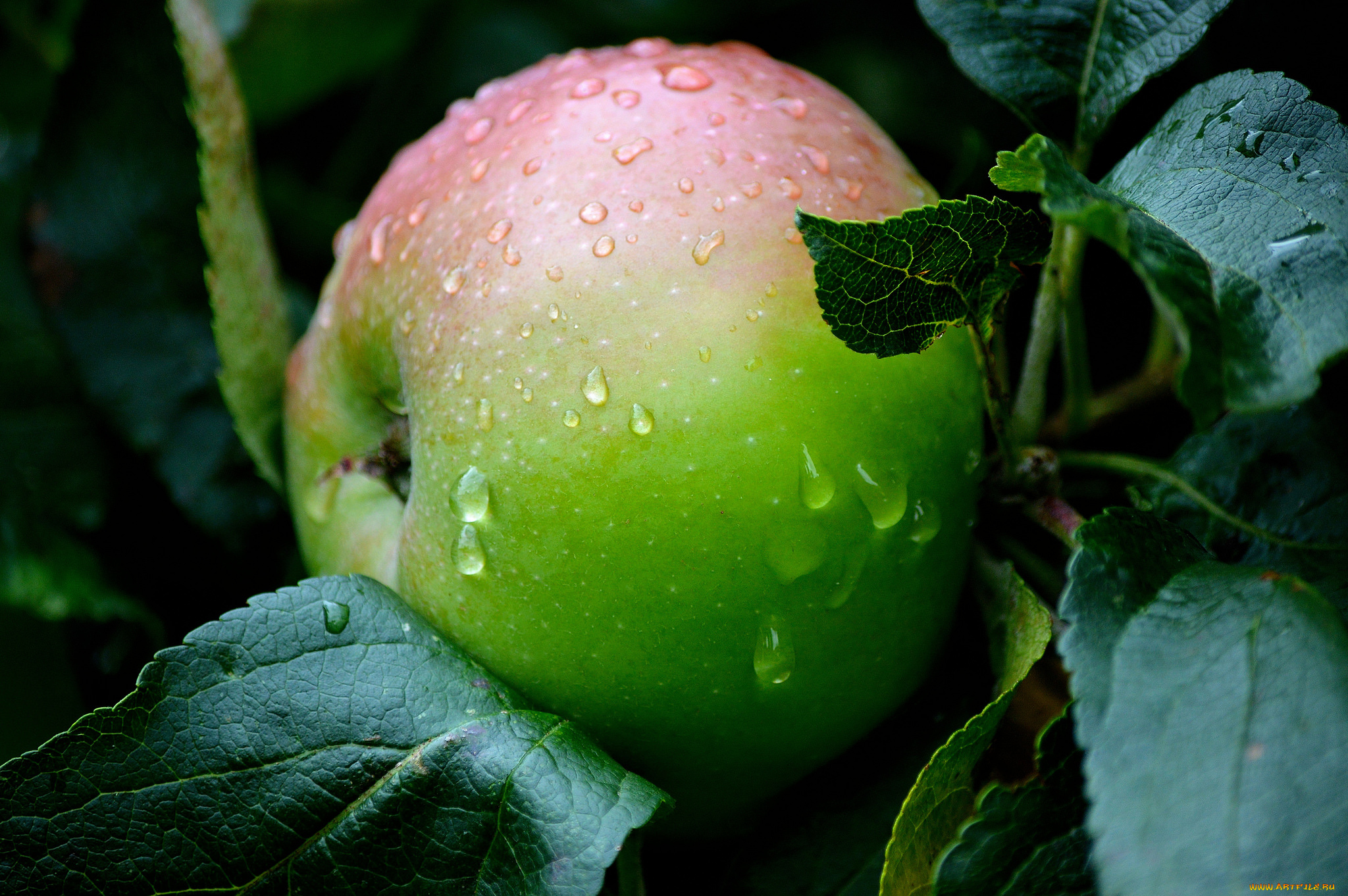 природа, плоды, яблочки