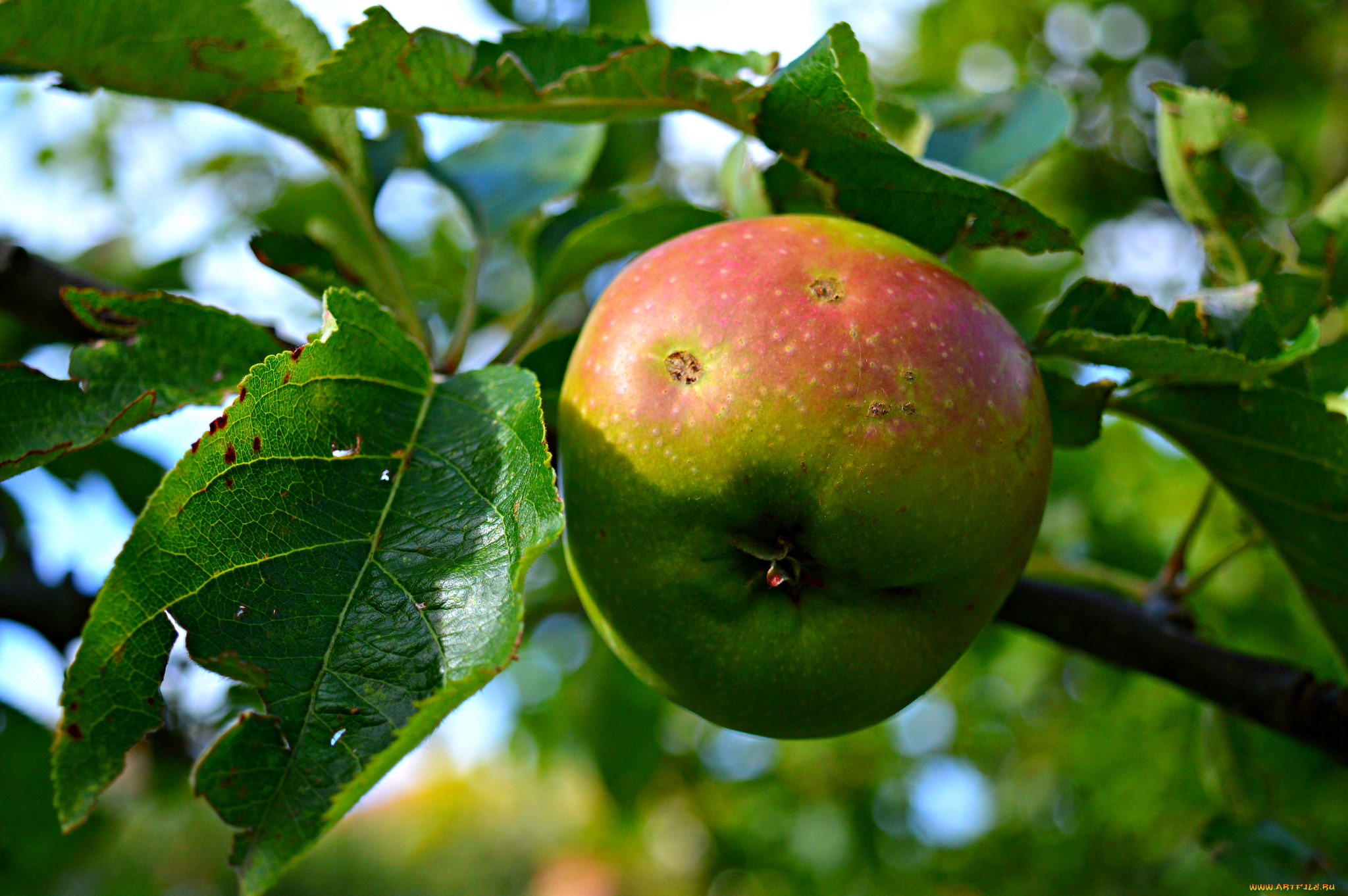 природа, плоды, яблочки