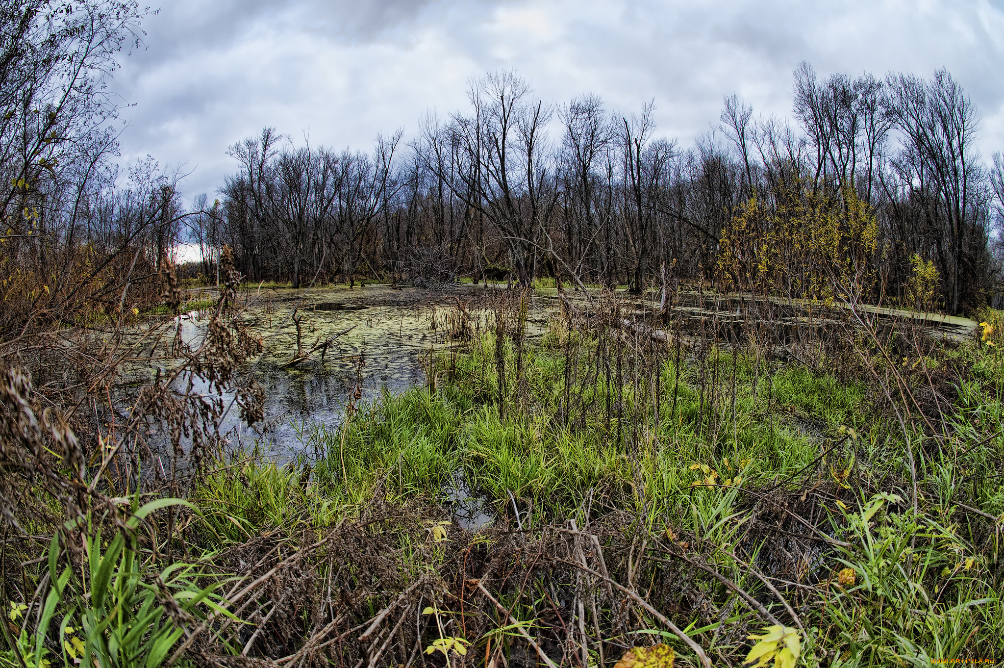 природа, реки, озера, лес, река