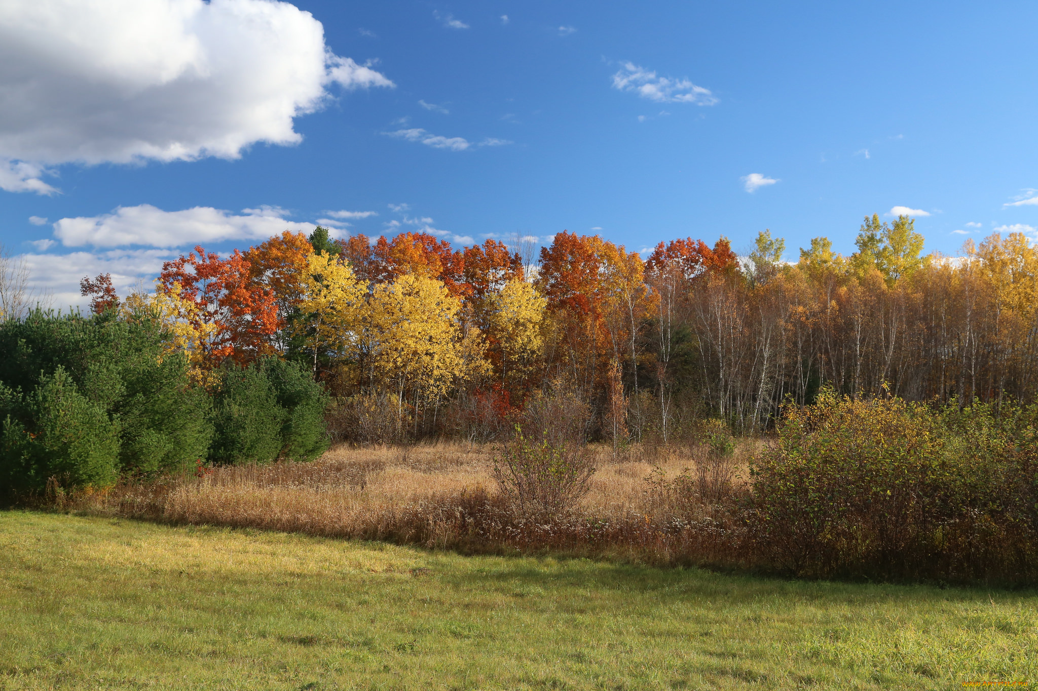 природа, лес, деревья