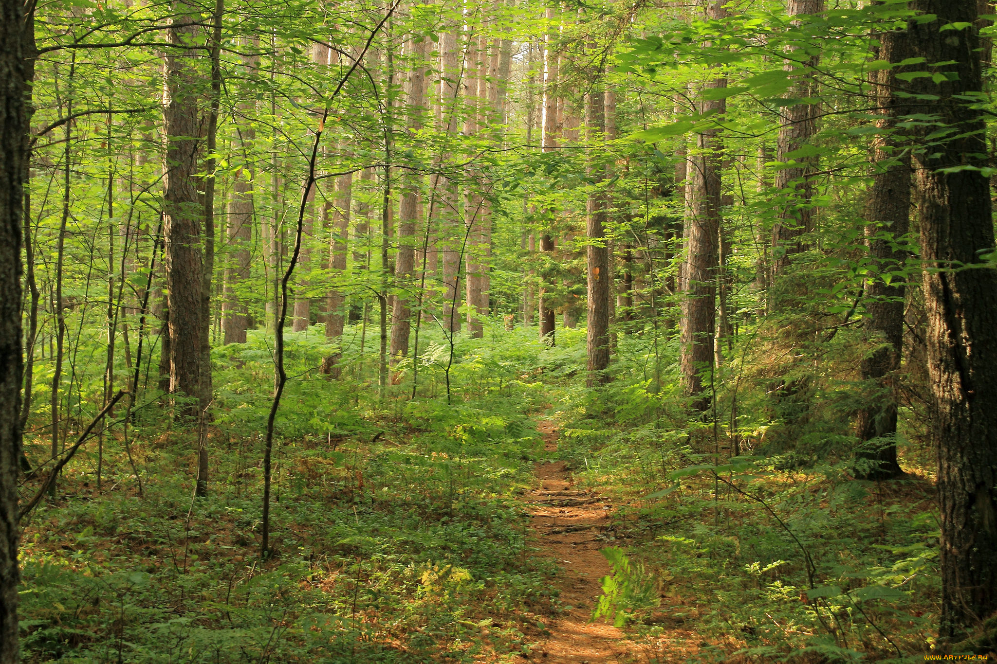 природа, лес, деревья