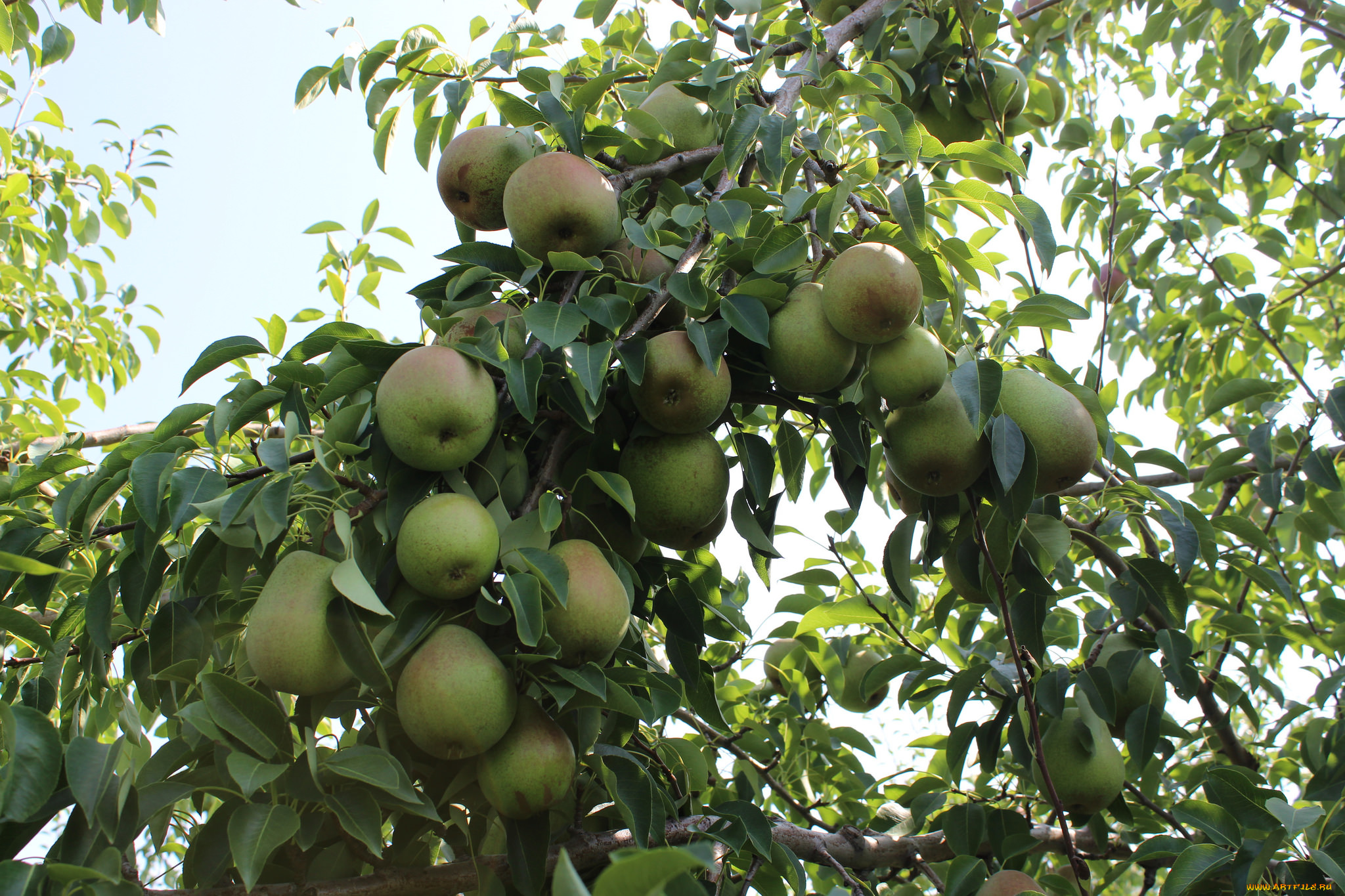 природа, плоды, яблочки