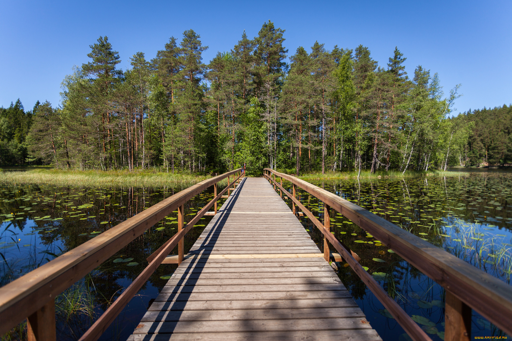 природа, реки, озера, лес, река