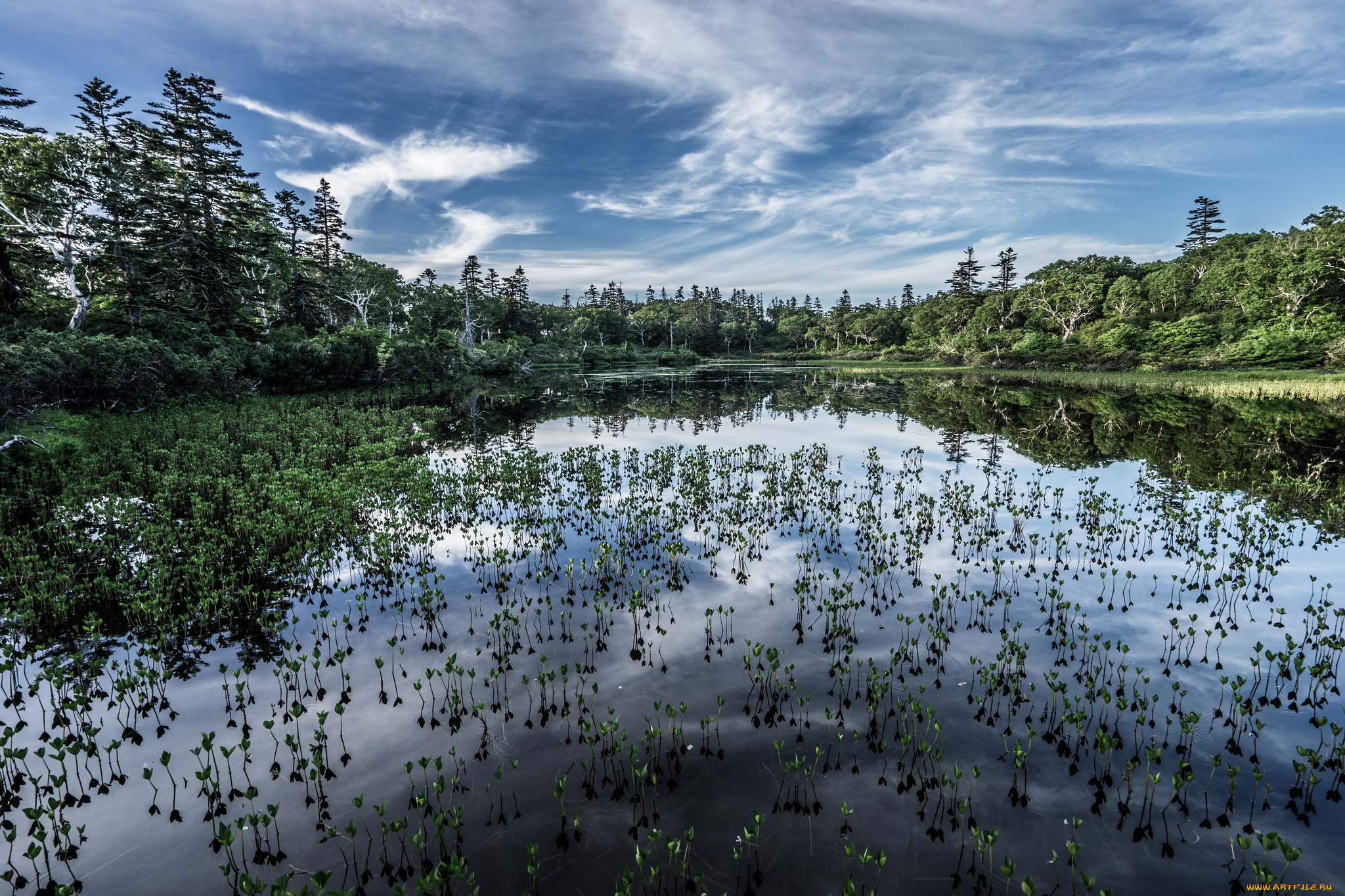 природа, реки, озера, лес, река