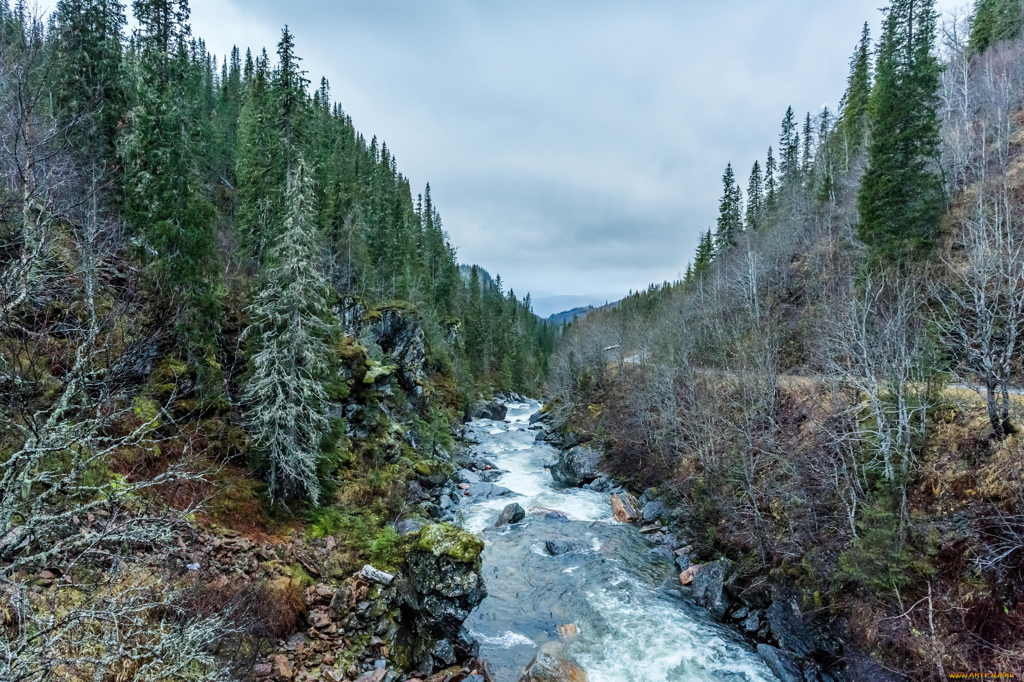 природа, реки, озера, лес, река