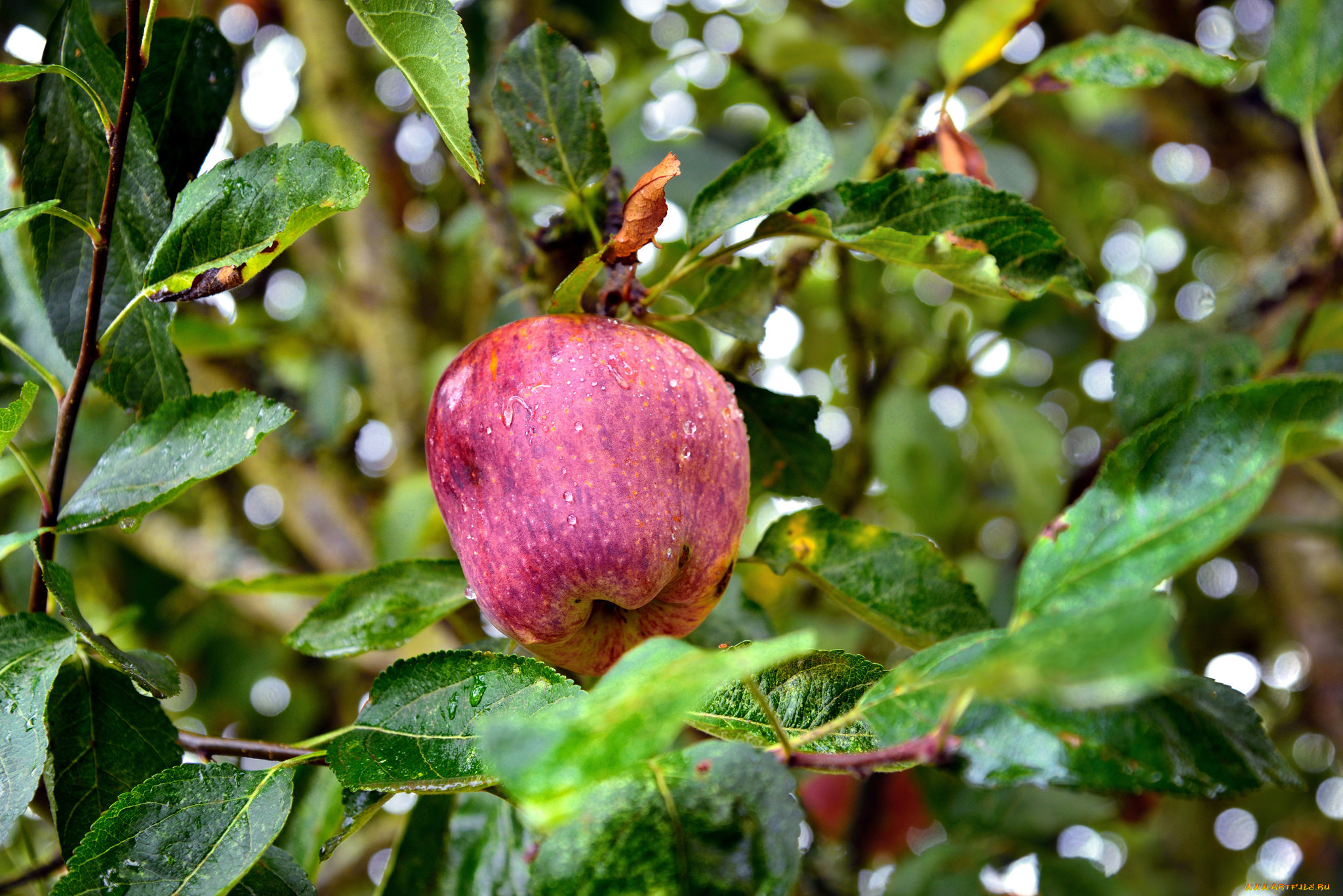 природа, плоды, яблочки