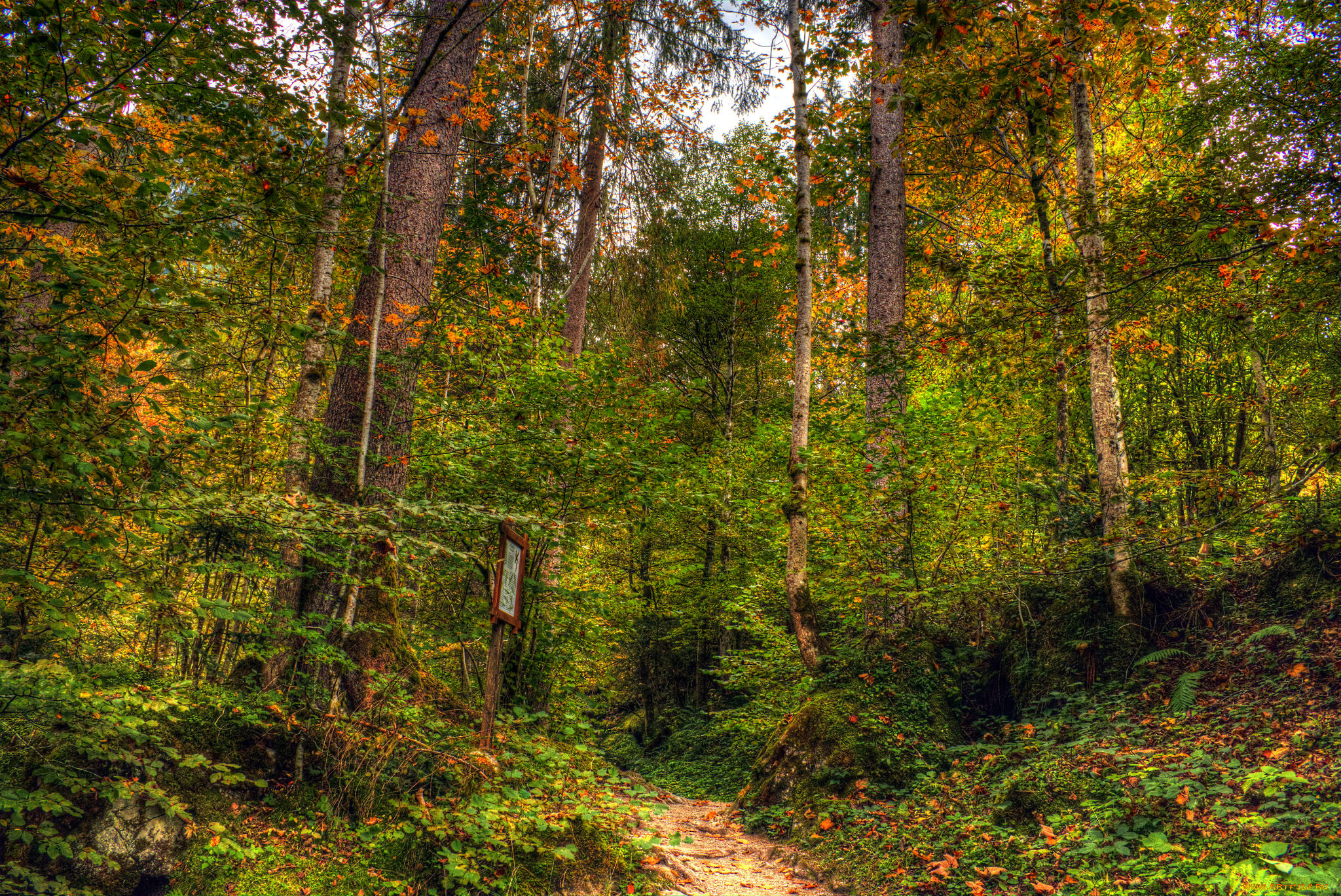 природа, лес, деревья