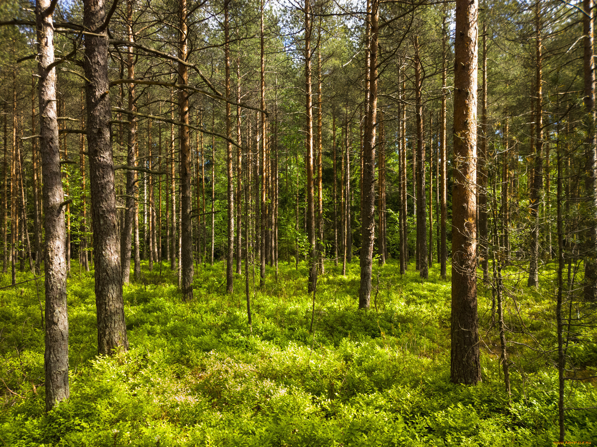 природа, лес, деревья