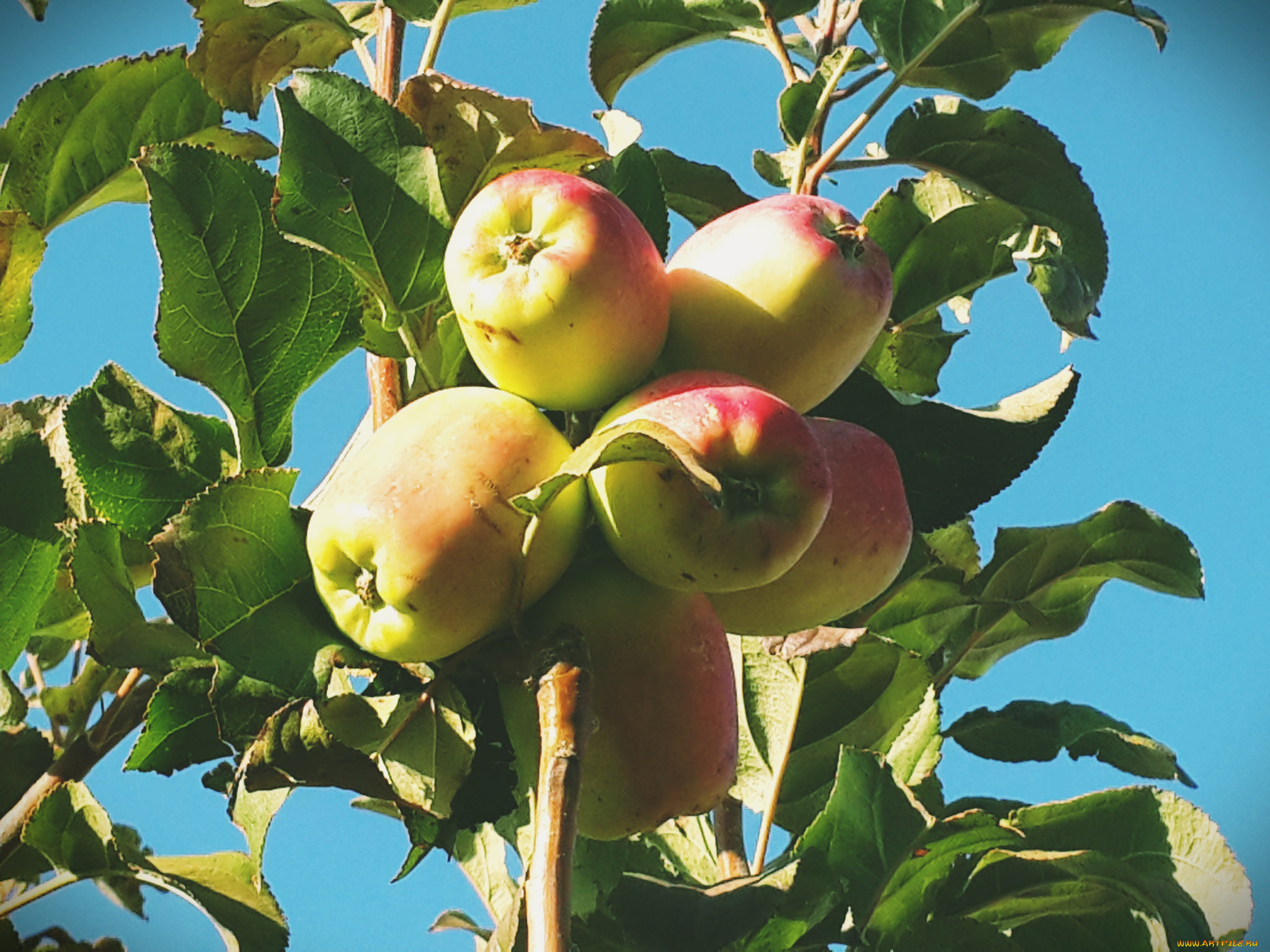природа, плоды, яблочки