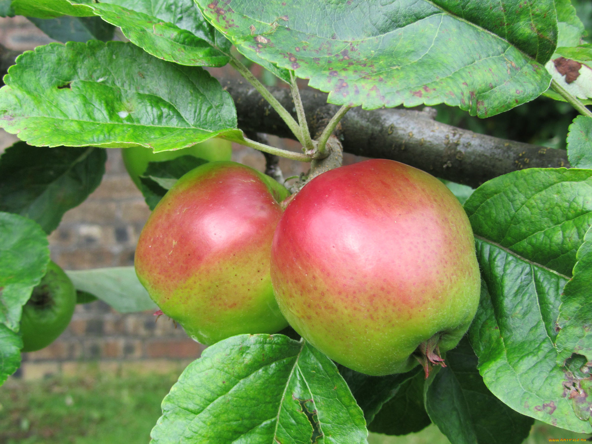 природа, плоды, яблочки