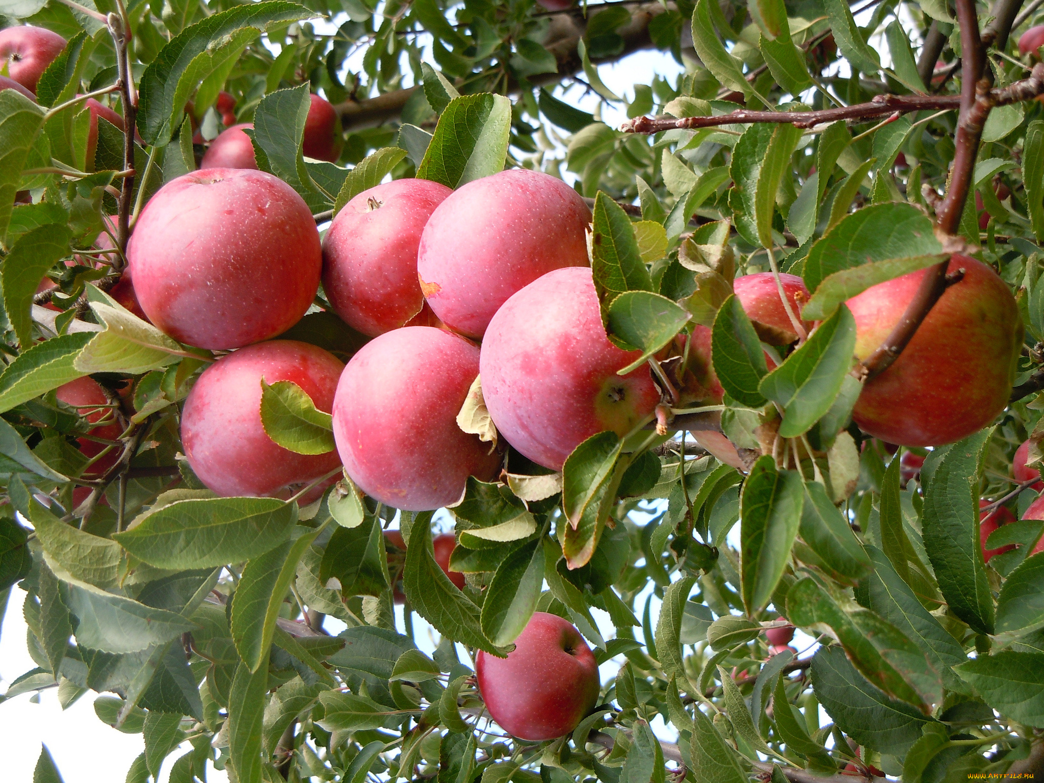 природа, плоды, яблочки