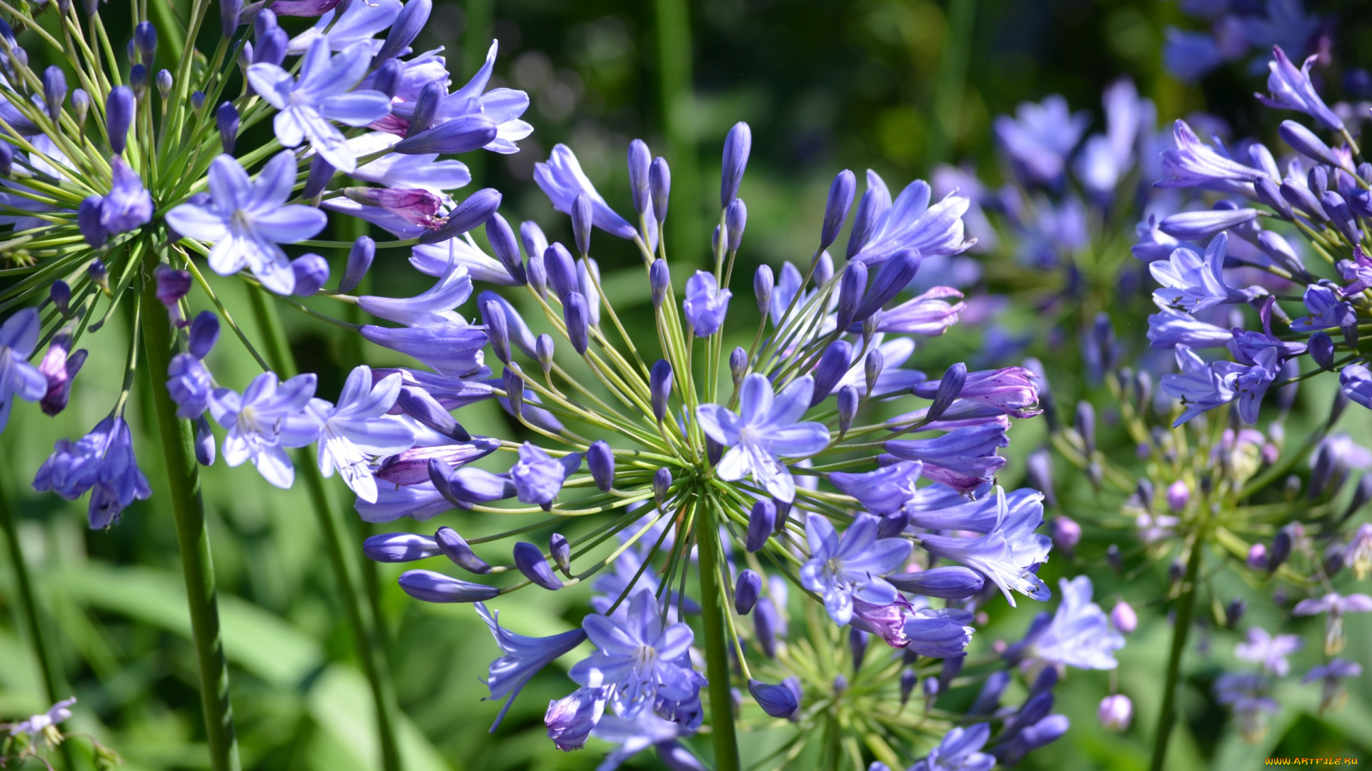 цветы, агапантус, , африканская, лилия, соцветие