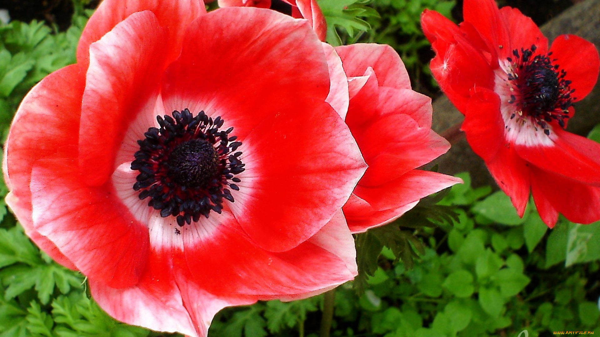 цветы, анемоны, , сон-трава, макро, анемон, алый