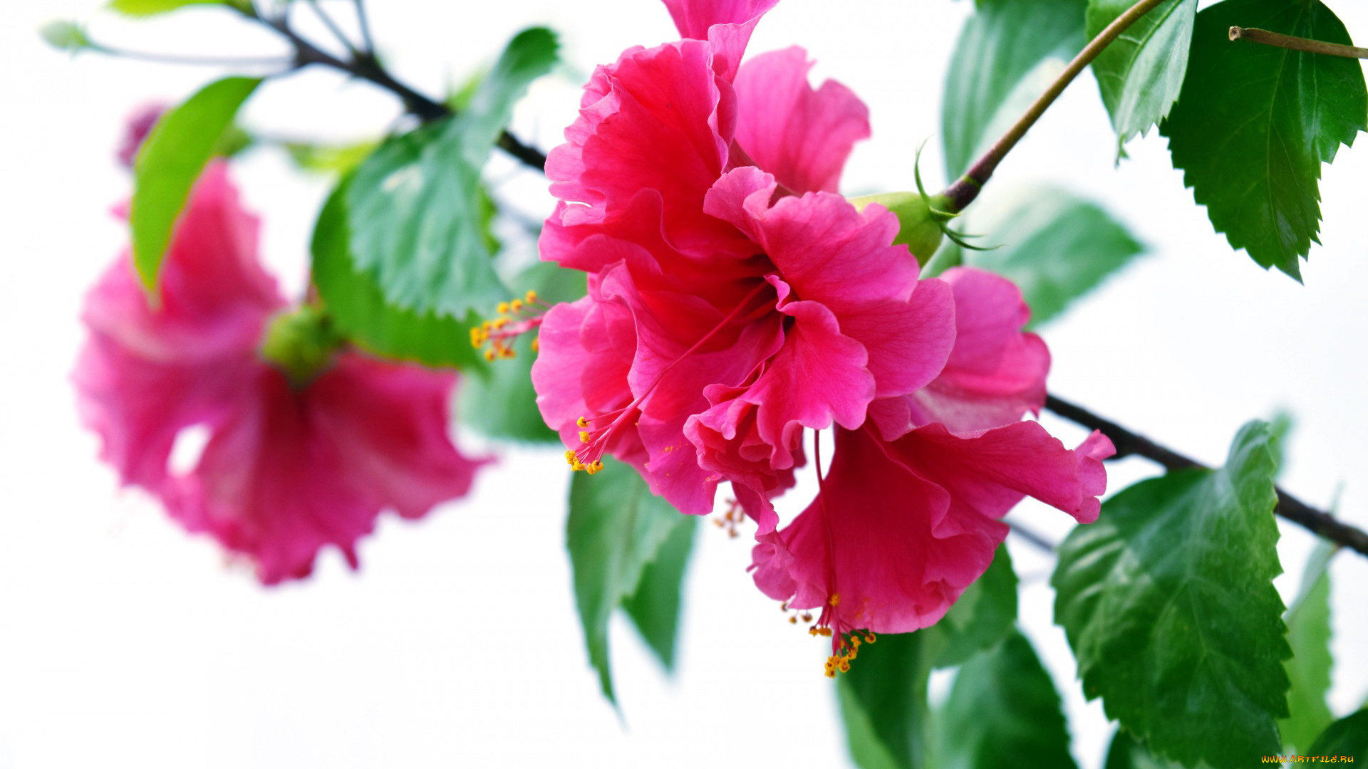 цветы, гибискусы, розовый