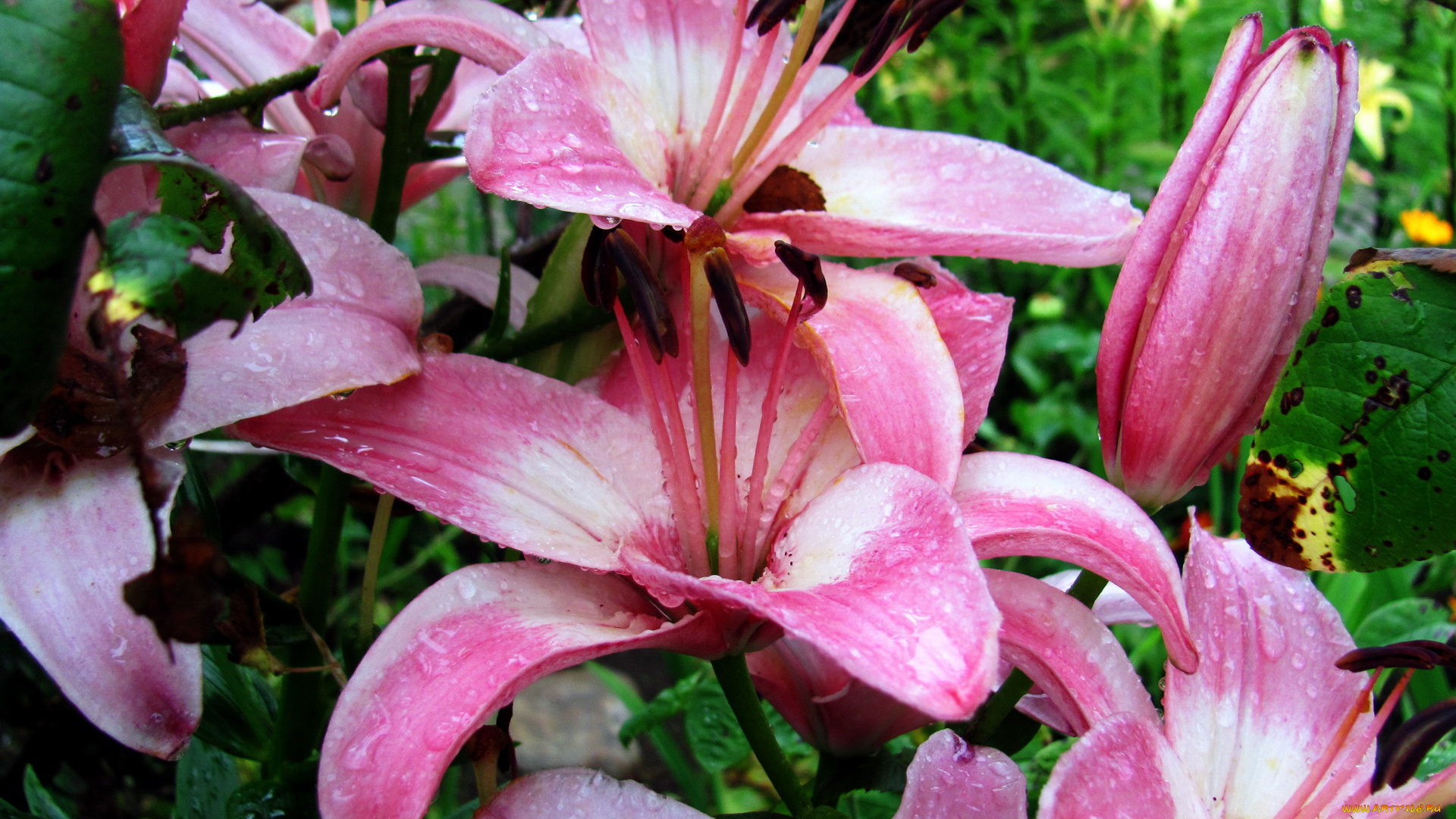 цветы, лилии, , лилейники, капли