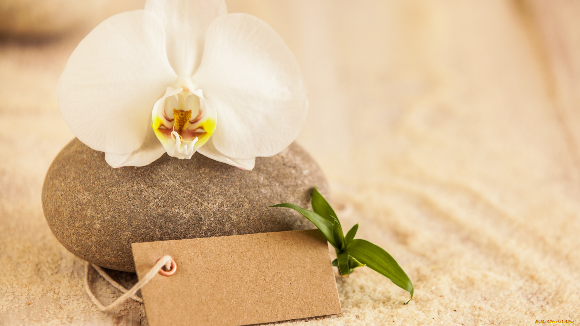 цветы, орхидеи, песок, камни, орхидея, цветок