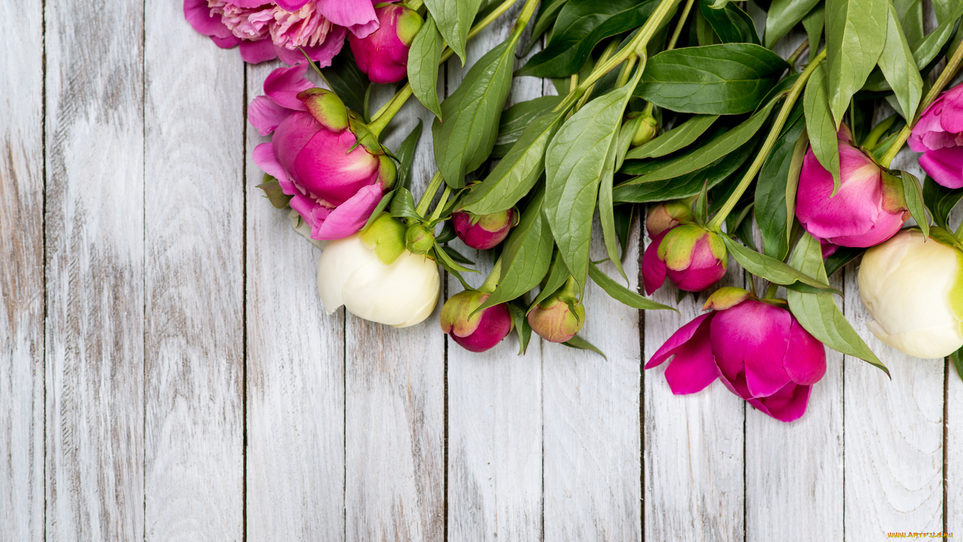 цветы, пионы, бутоны