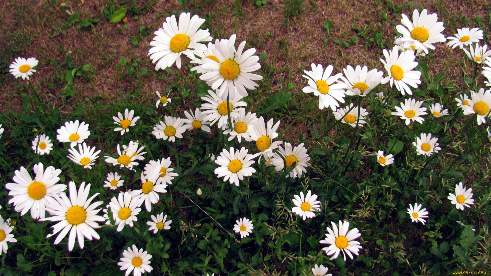 цветы, ромашки, белый