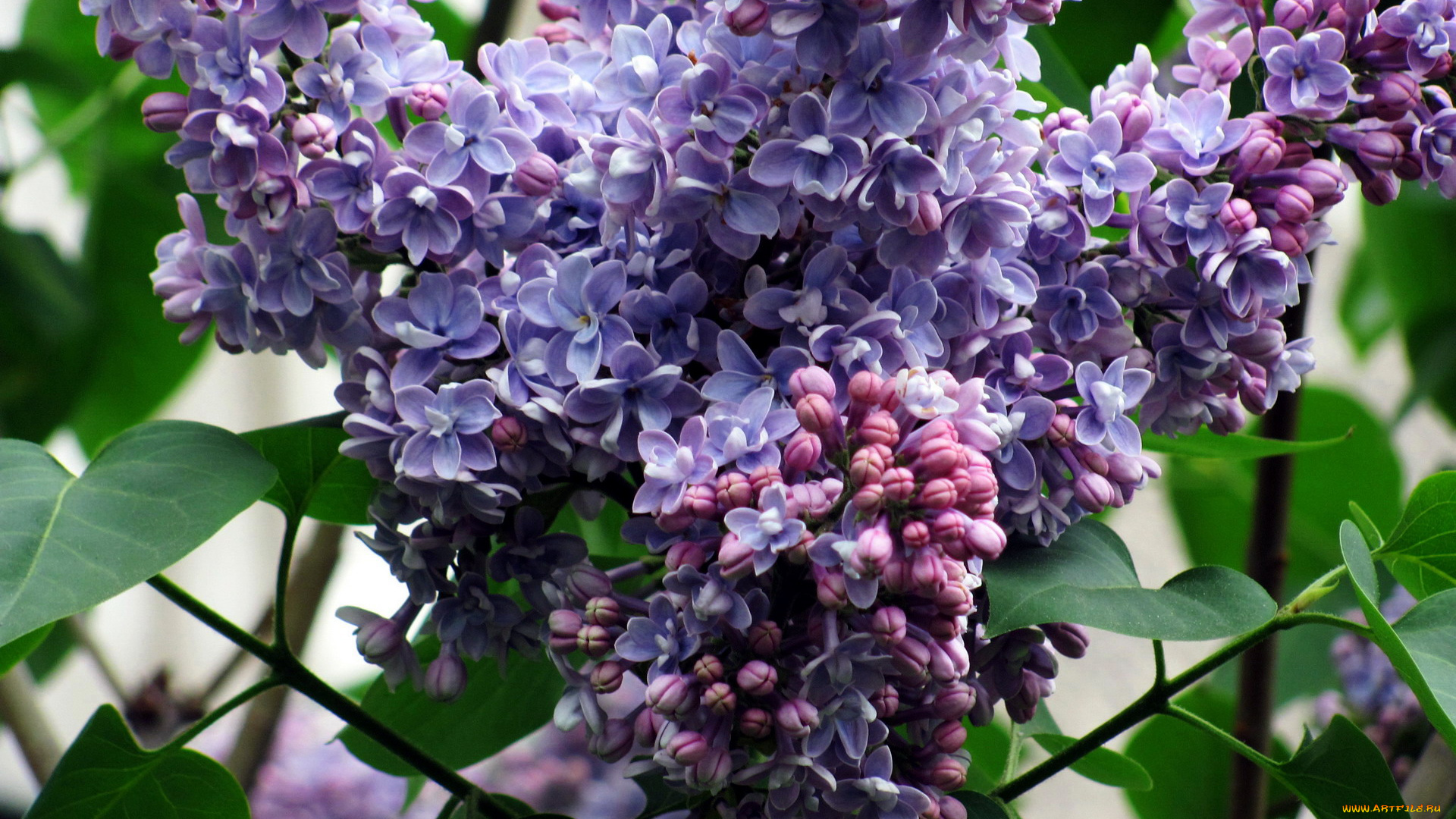 цветы, сирень, гроздь