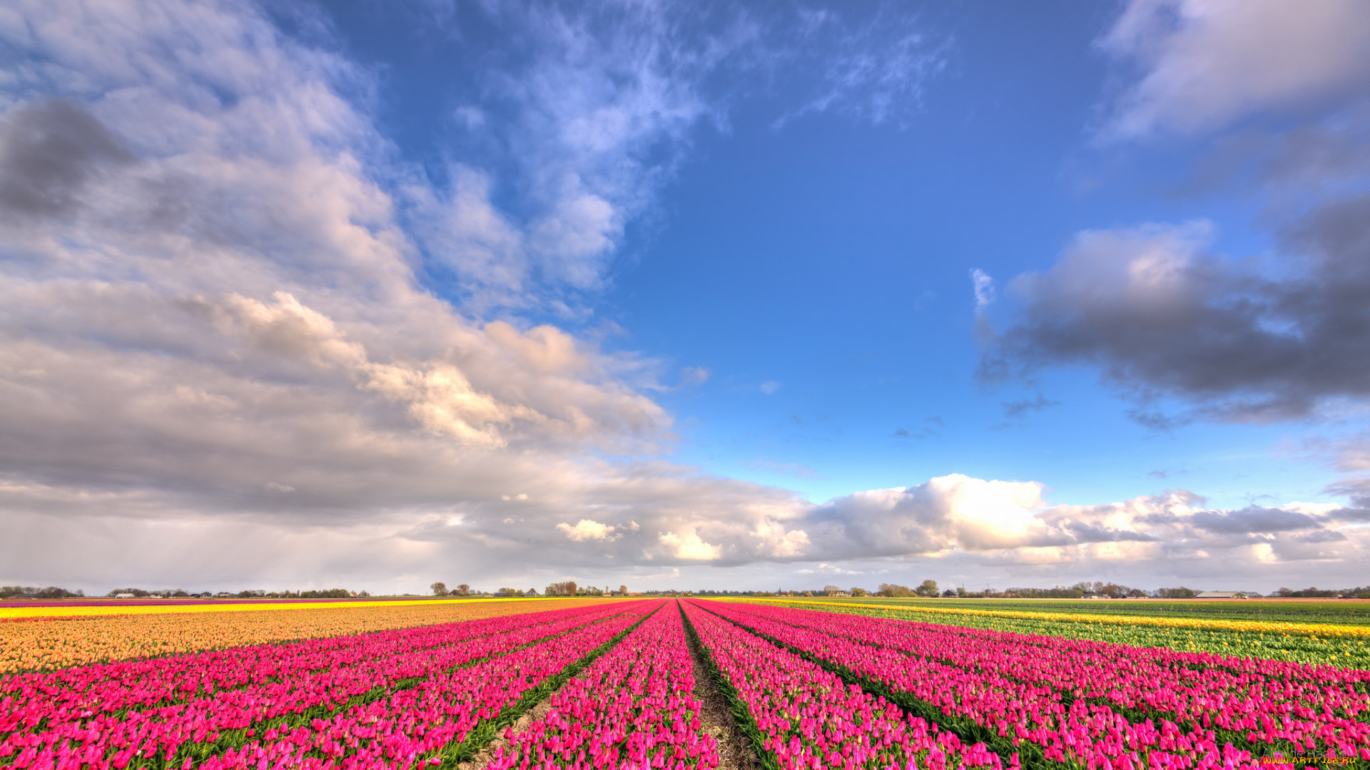цветы, тюльпаны, поле, природа, облака, голубое, небо