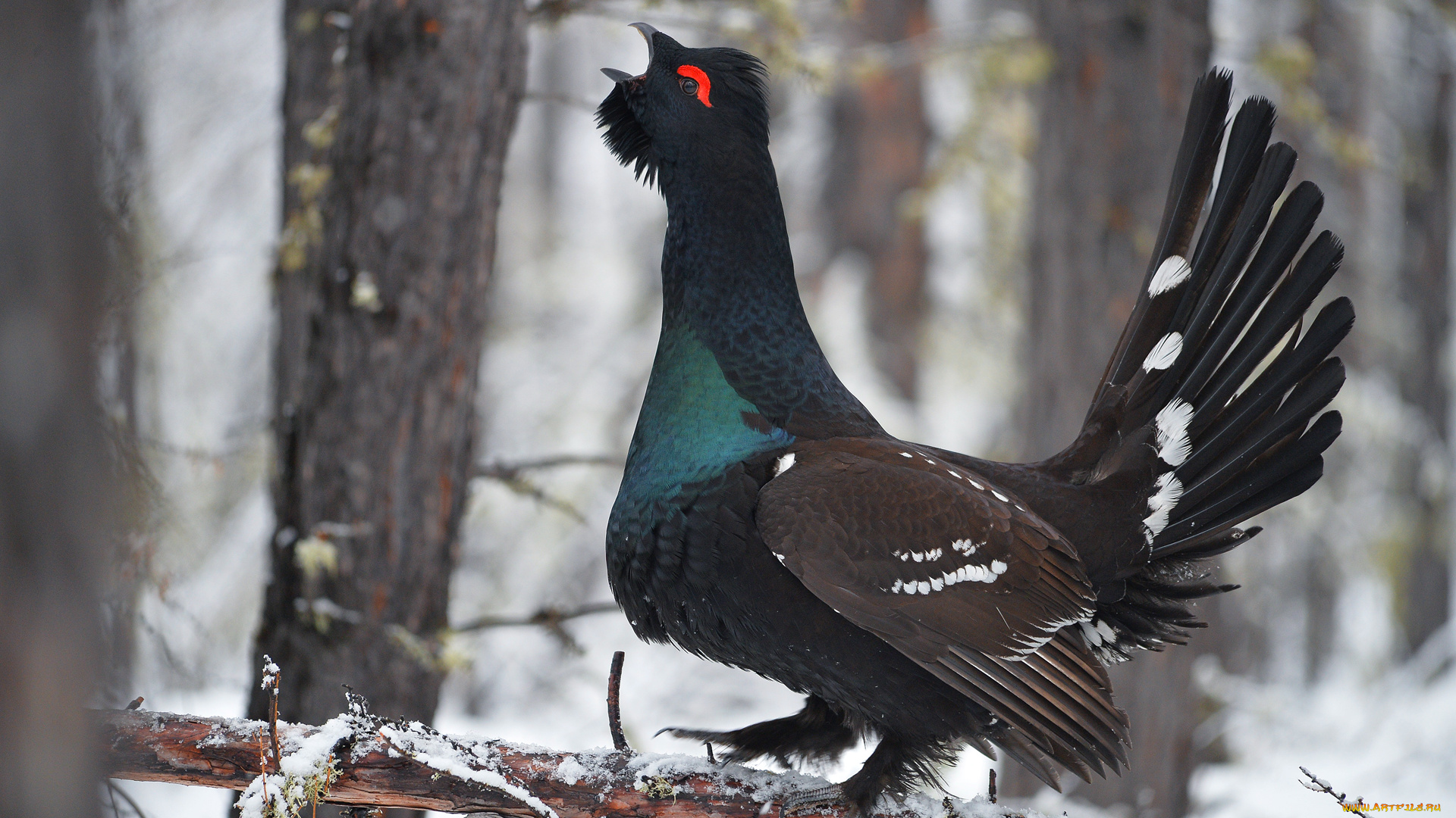глухарь, животные, глухари, , тетерева, каменный, лес