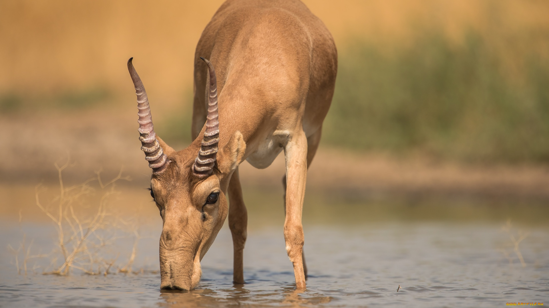 животные, -, другое, водопой