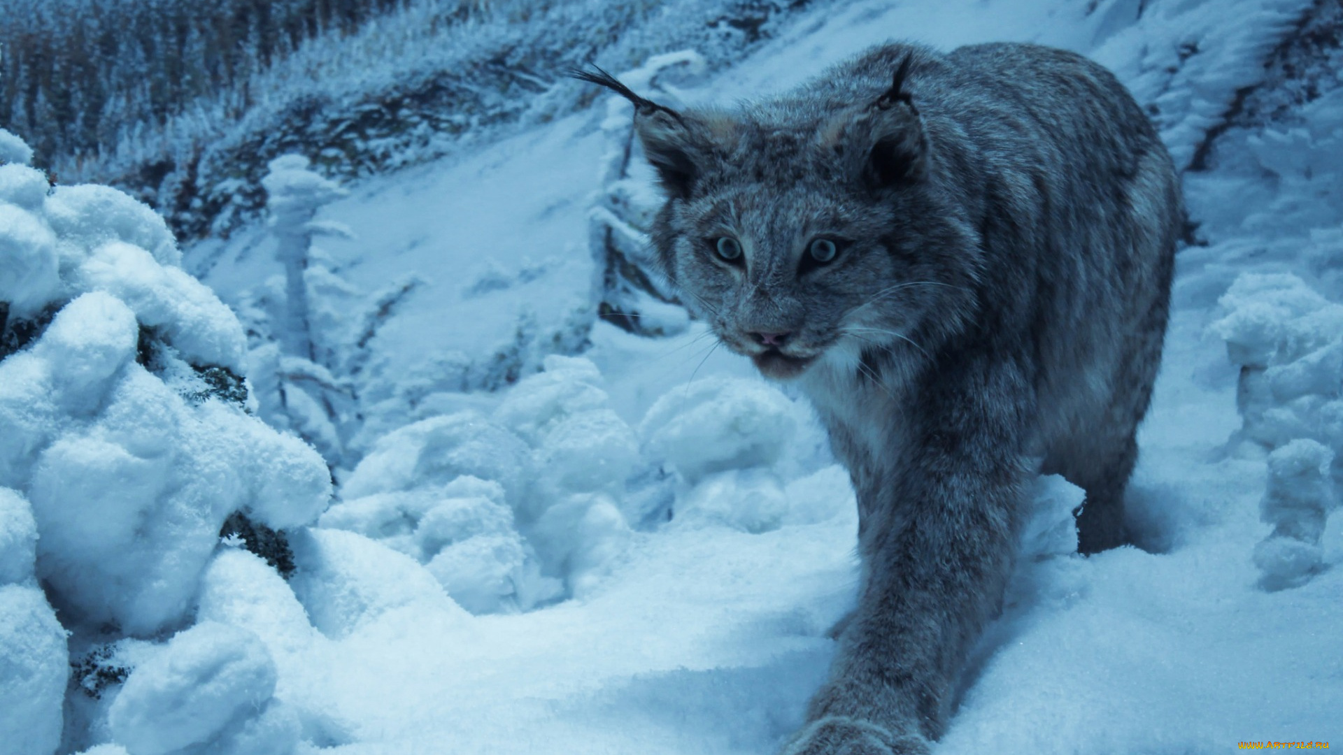 животные, дикие, кошки, взгляд