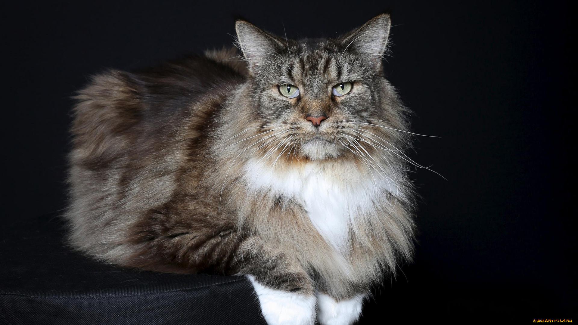 животные, коты, черный, фон