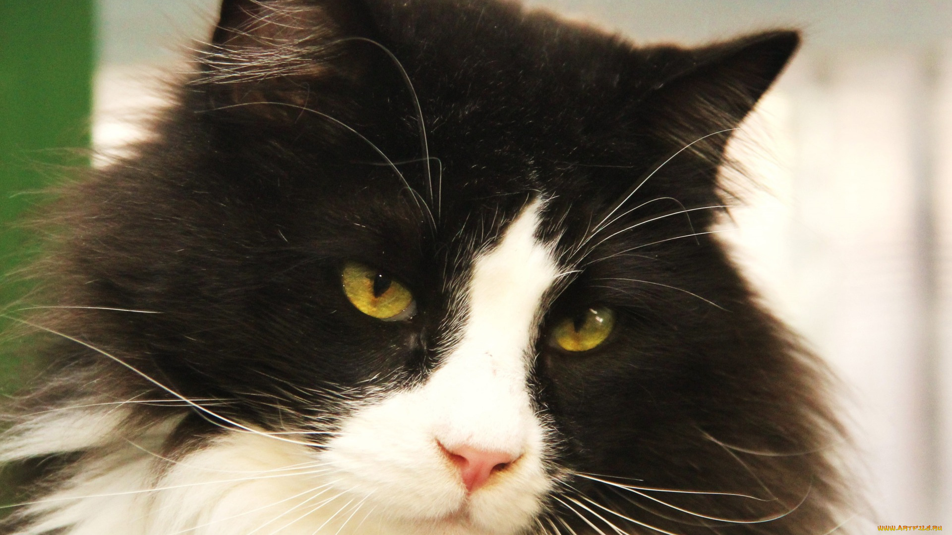 животные, коты, морда