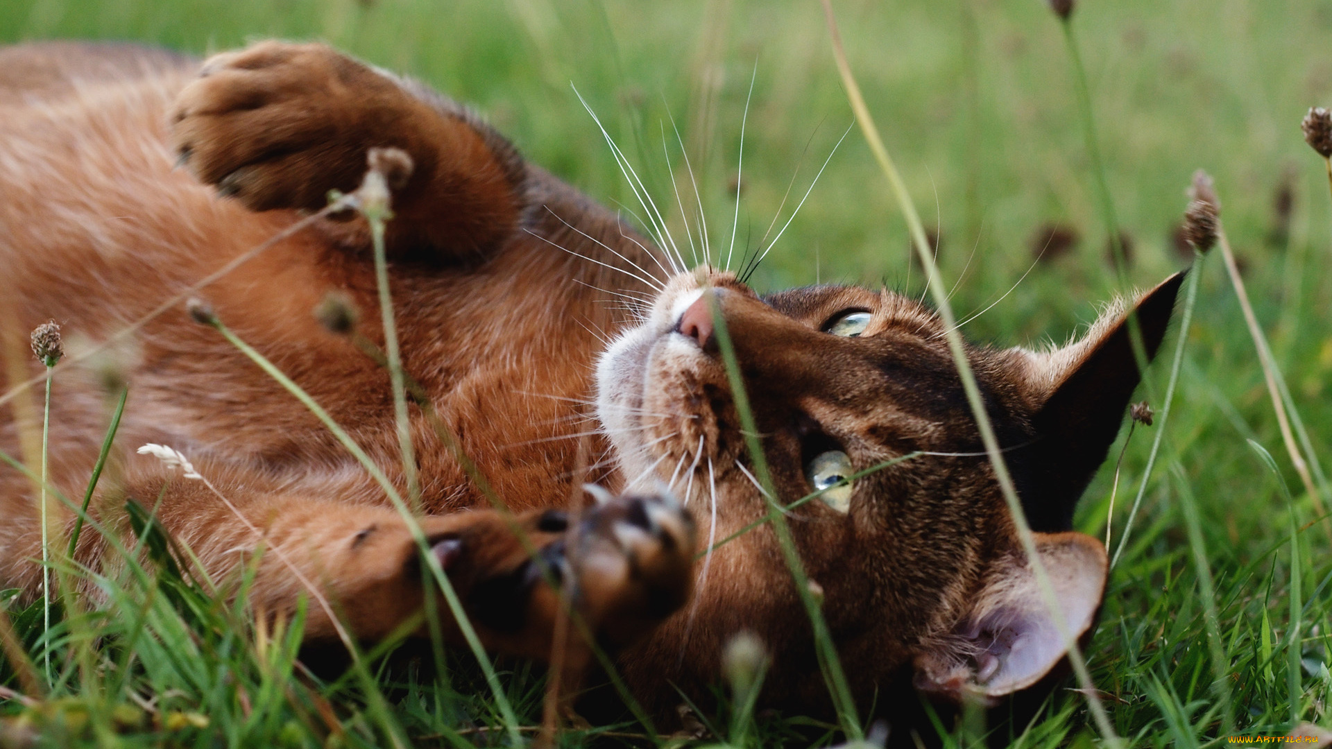 животные, коты, трава