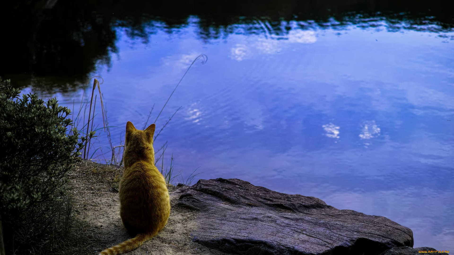 животные, коты, водоем