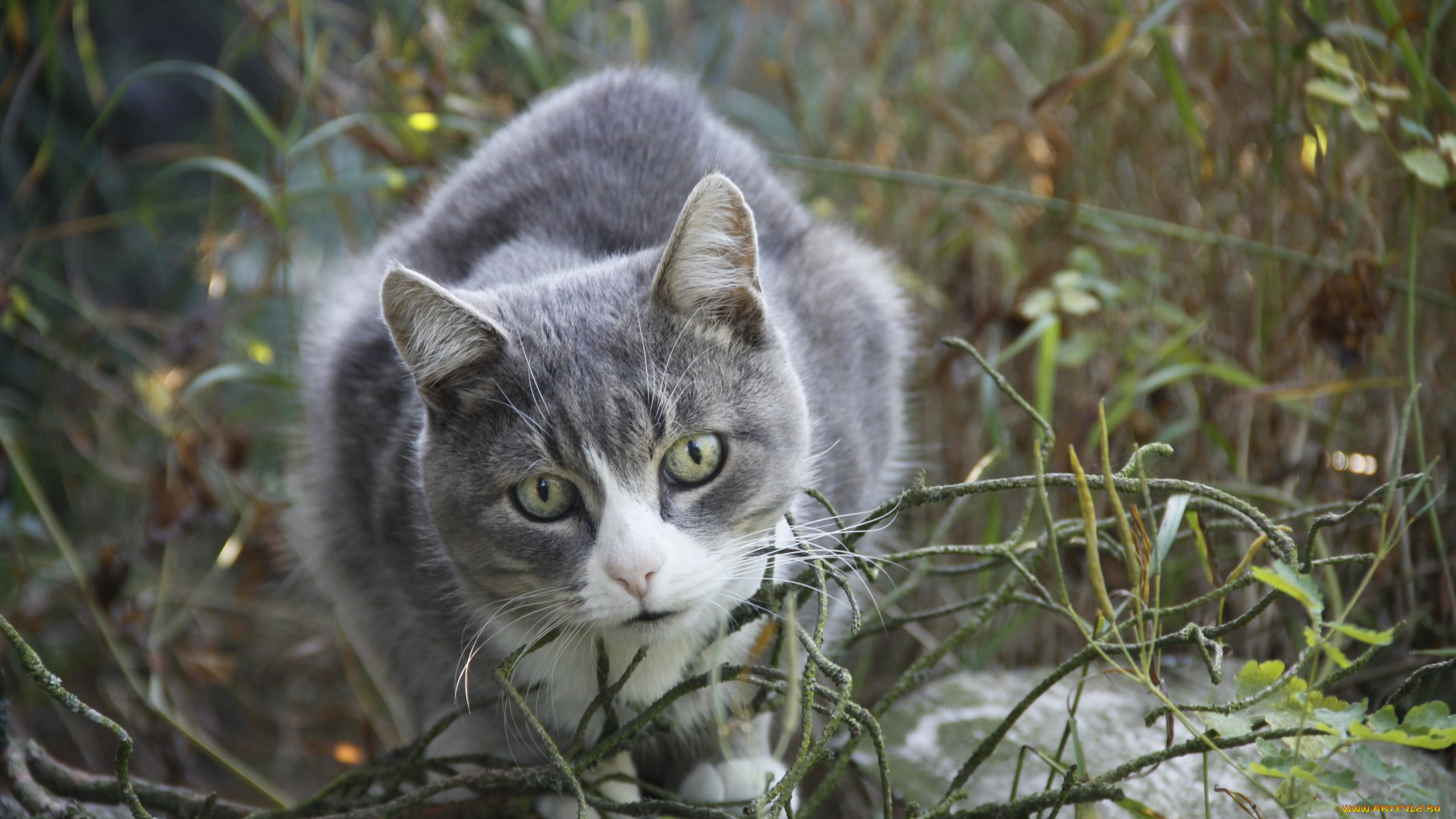 животные, коты, взгляд