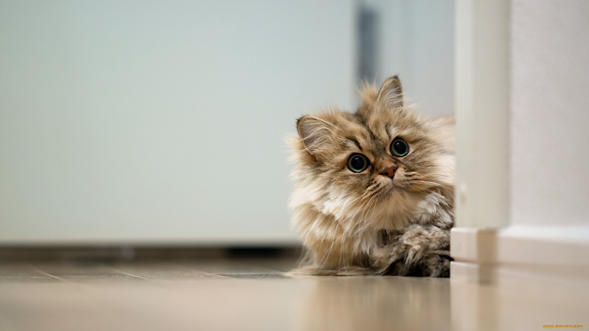 животные, коты, взгляд