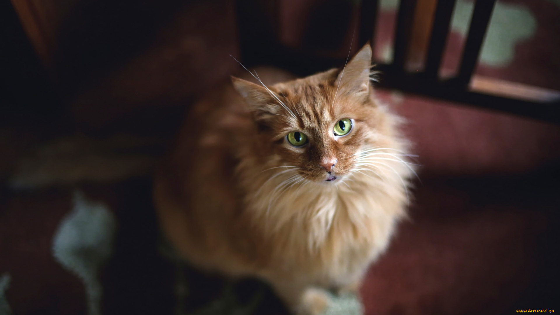 животные, коты, взгляд