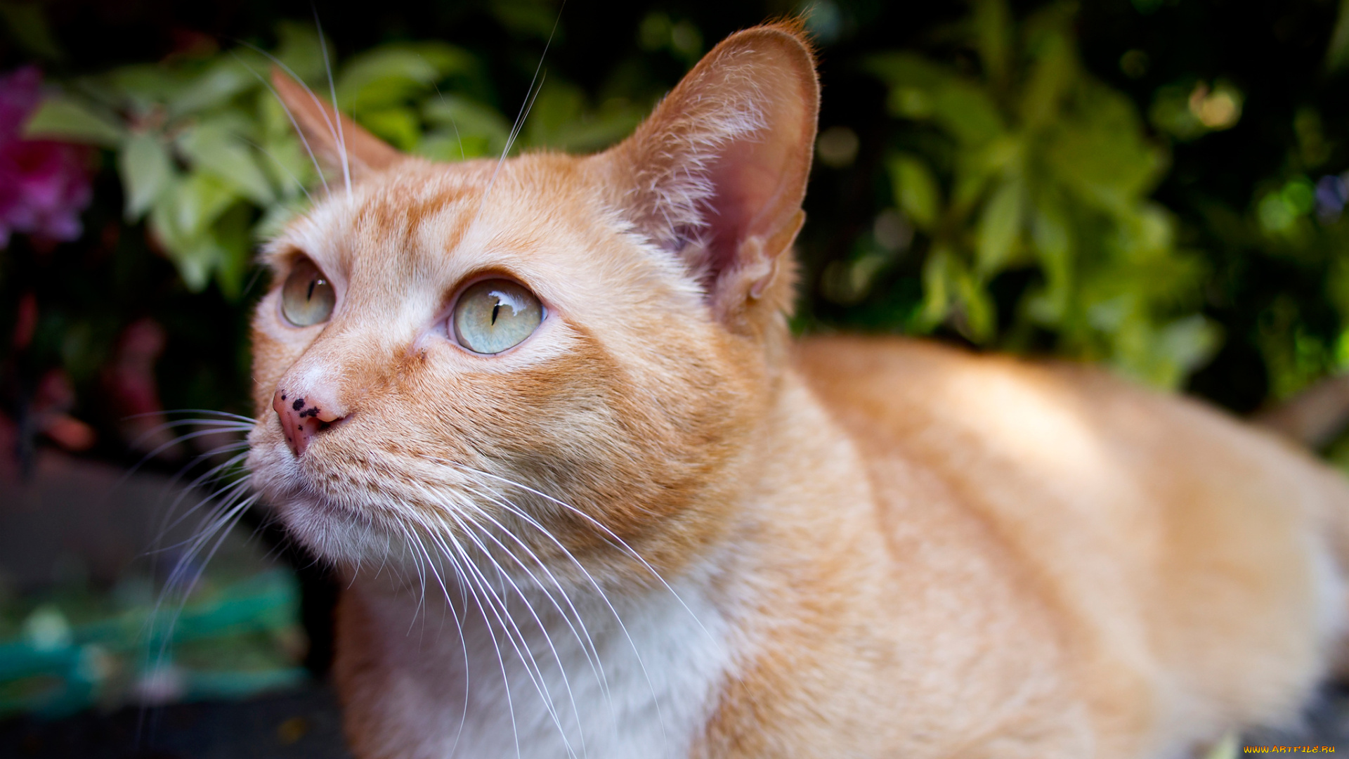 животные, коты, взгляд