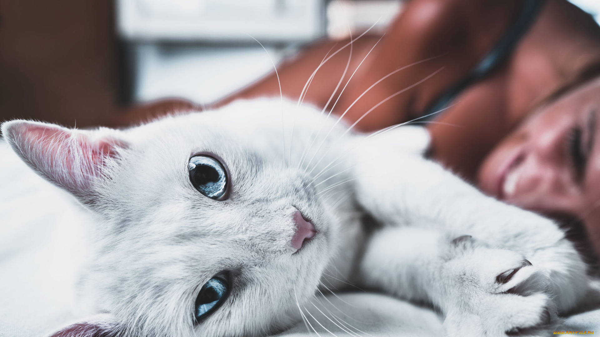 животные, коты, взгляд, морда