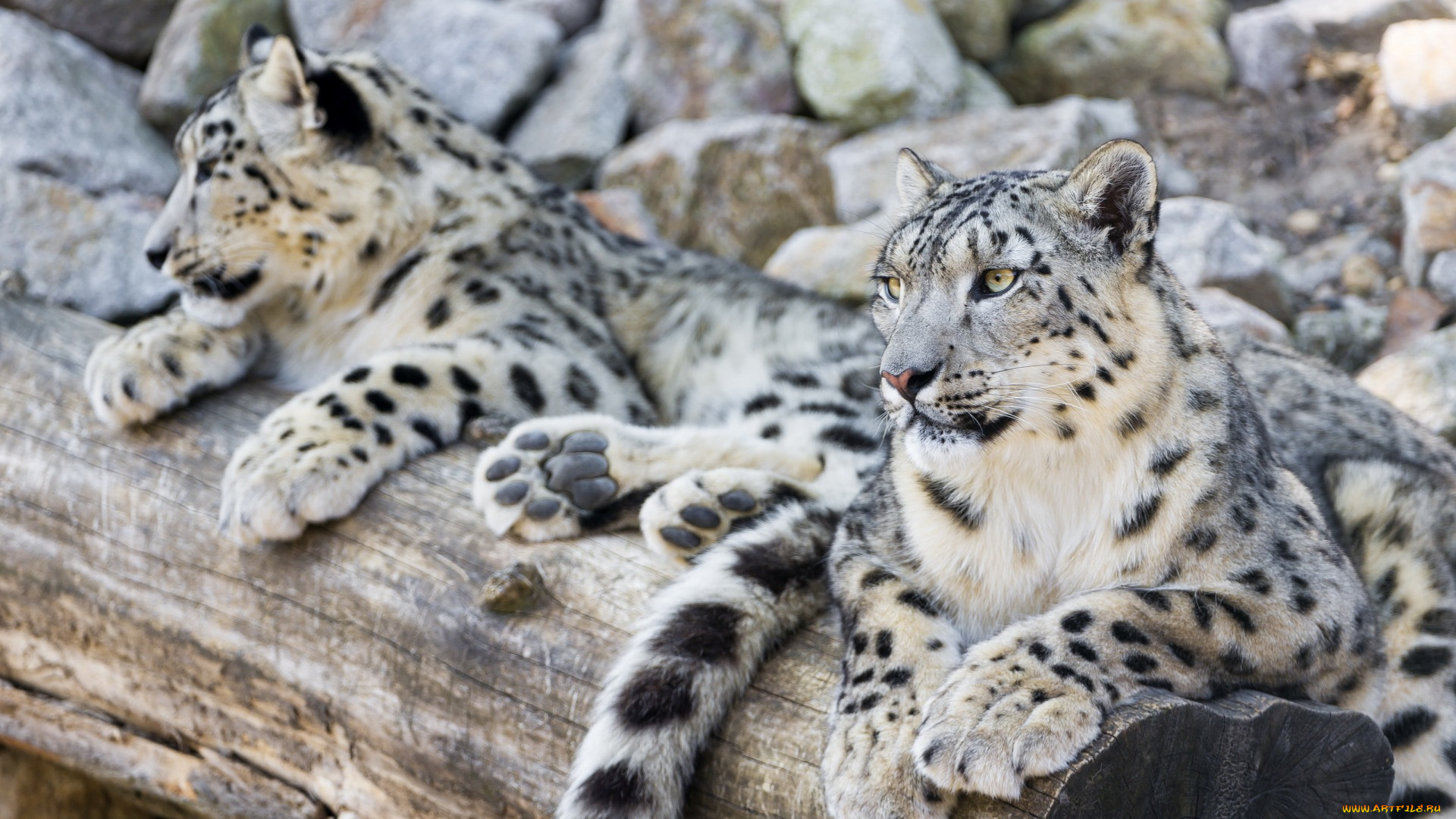 животные, снежный, барс, , ирбис, двое