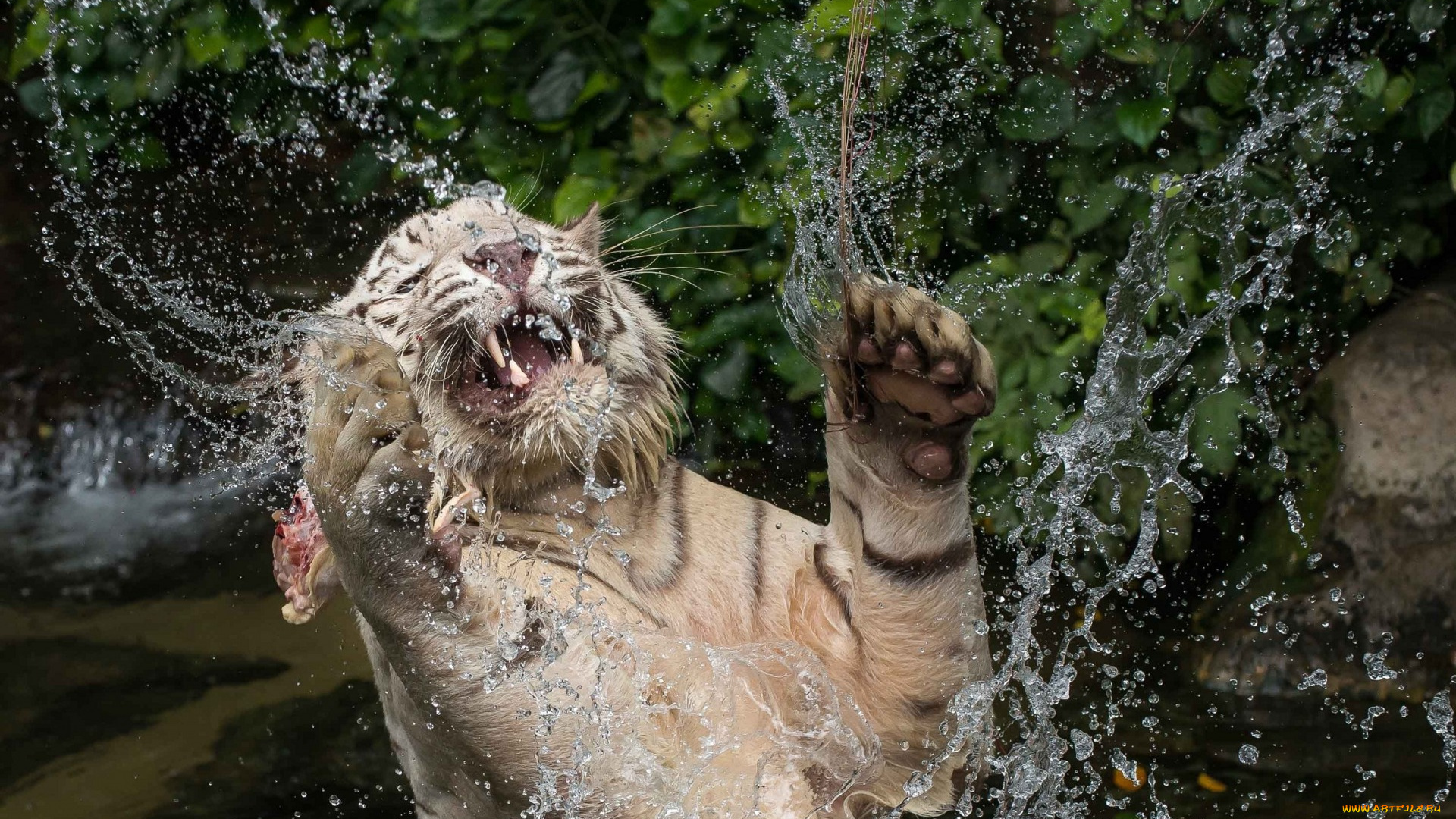 животные, тигры, брызги