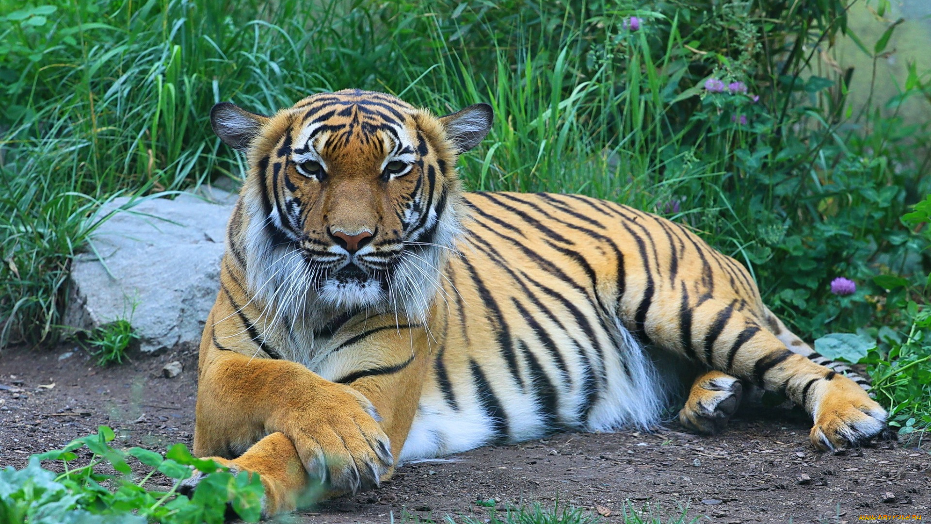 животные, тигры, взгляд