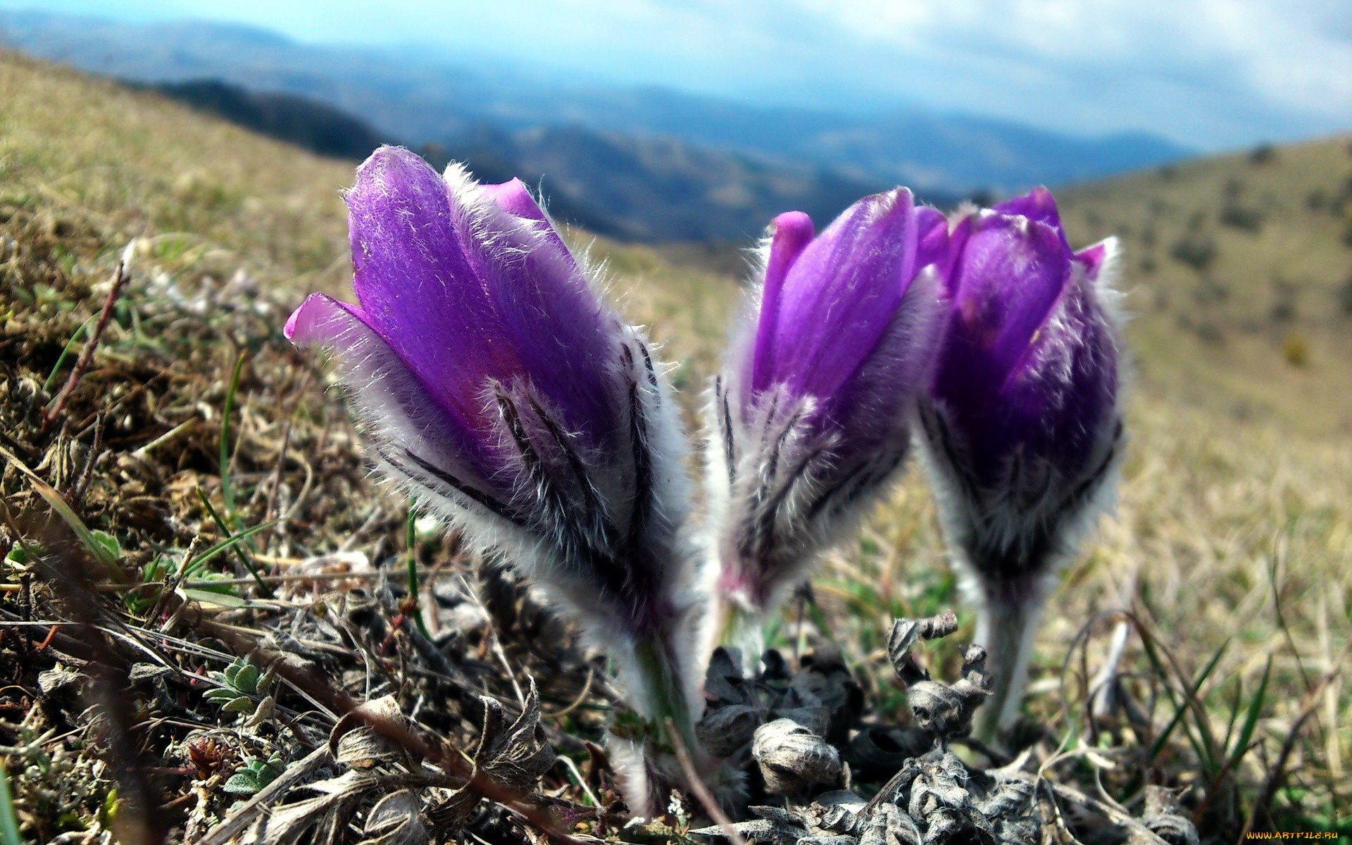 цветы, анемоны, , сон-трава, сон-трава, бутоны