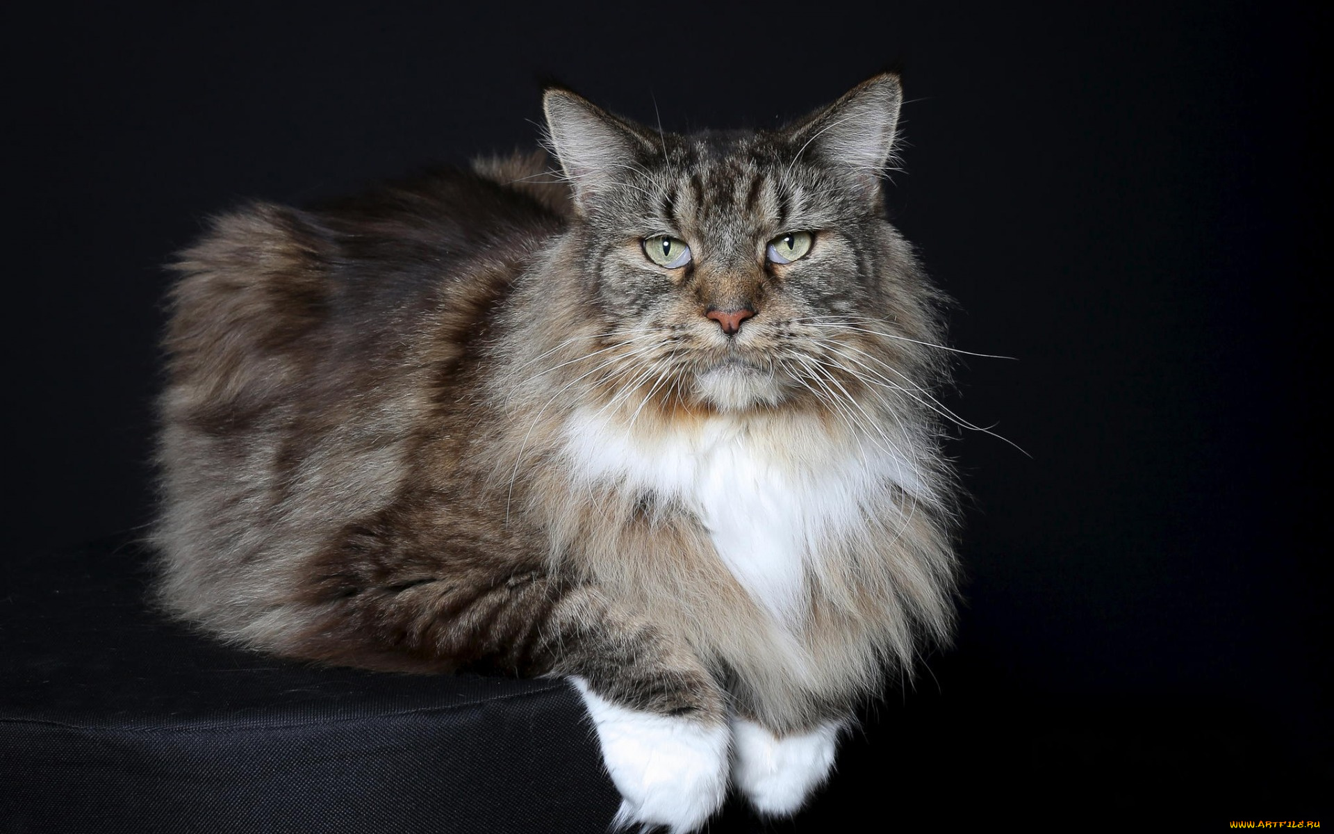 животные, коты, черный, фон