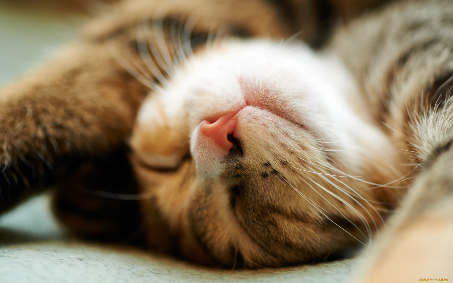 животные, коты, отдых