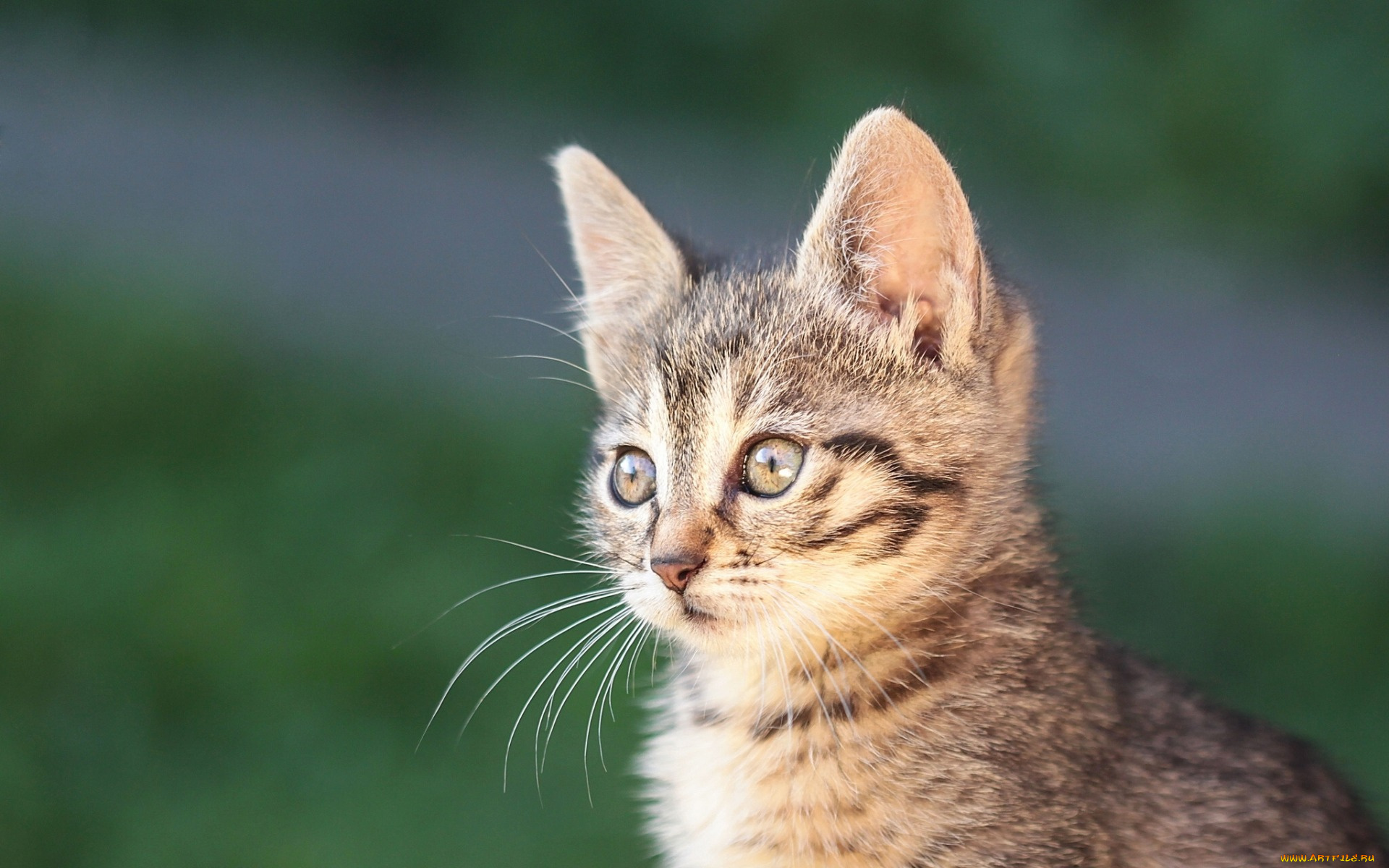 животные, коты, взгляд