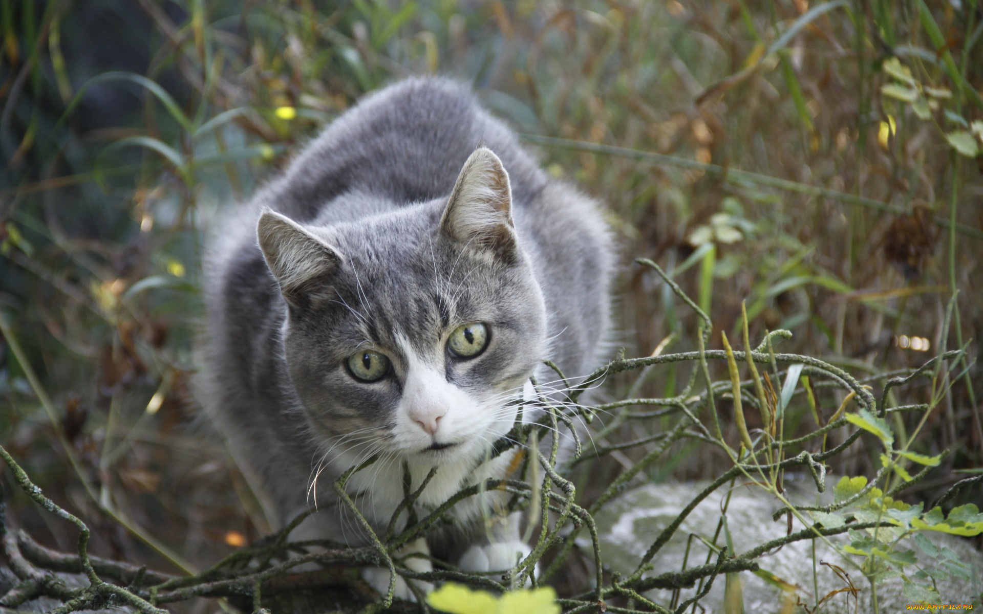 животные, коты, взгляд